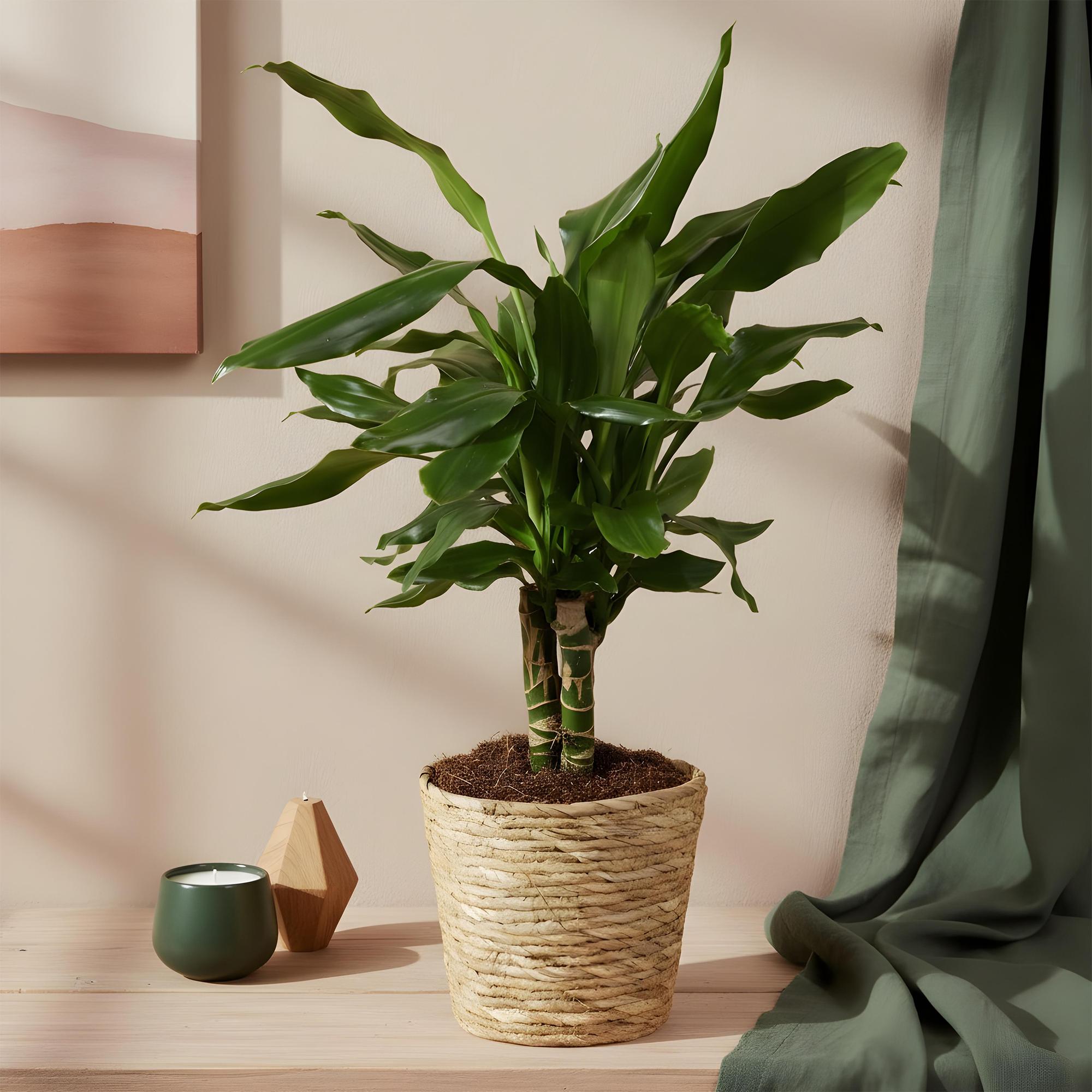 Dracaena fragrans Steudneri - Drakenbloedboom - Weinig onderhoud - Groen - 2 Planten - Pot 17cm - Hoogte 50-55cm