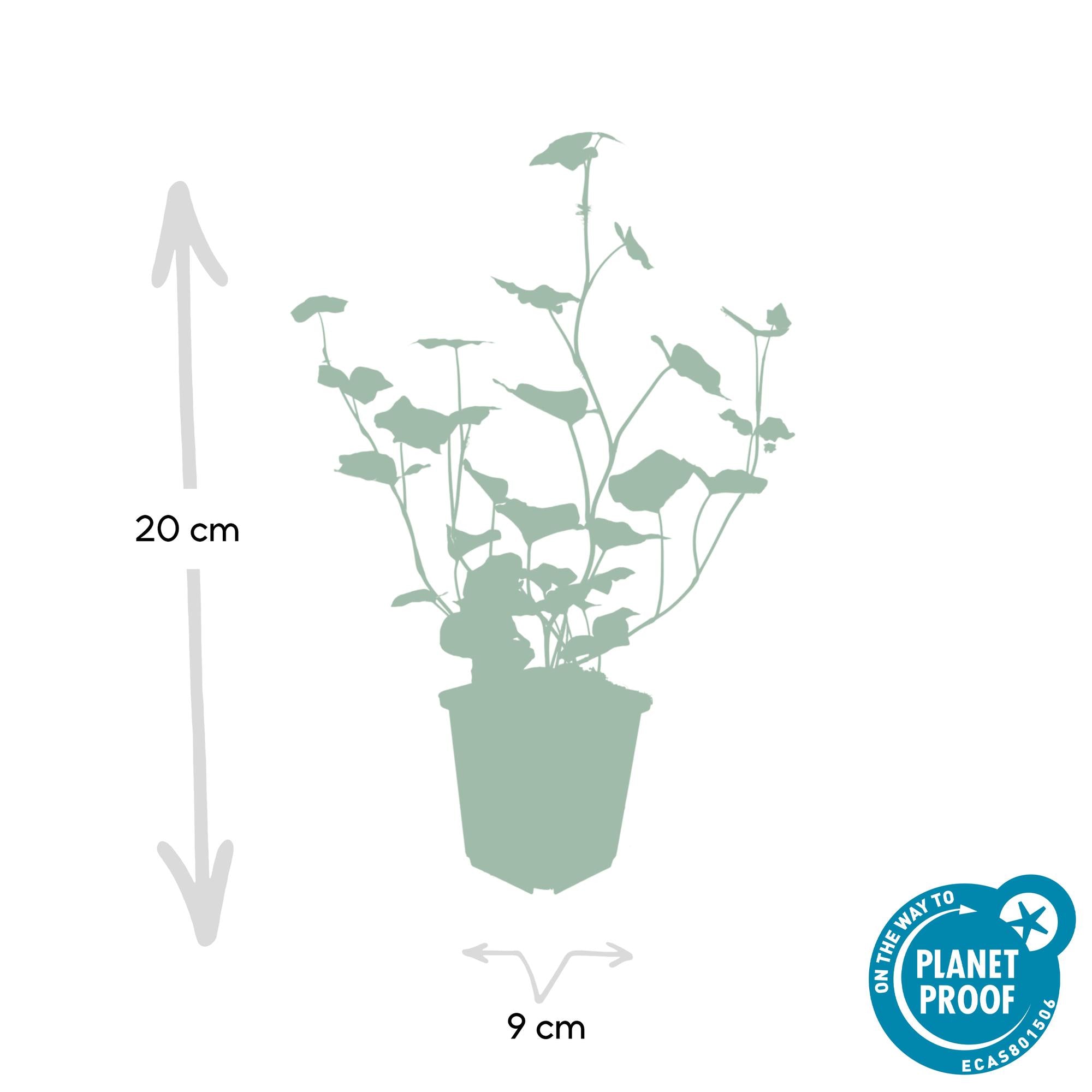 48x Hedera Hibernica - ↕10-25cm - Ø9cm