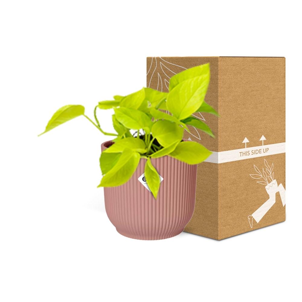 Epipremnum Pinnatum 'Golden Pothos' en pot ELHO Vibes Fold 14 cm rose