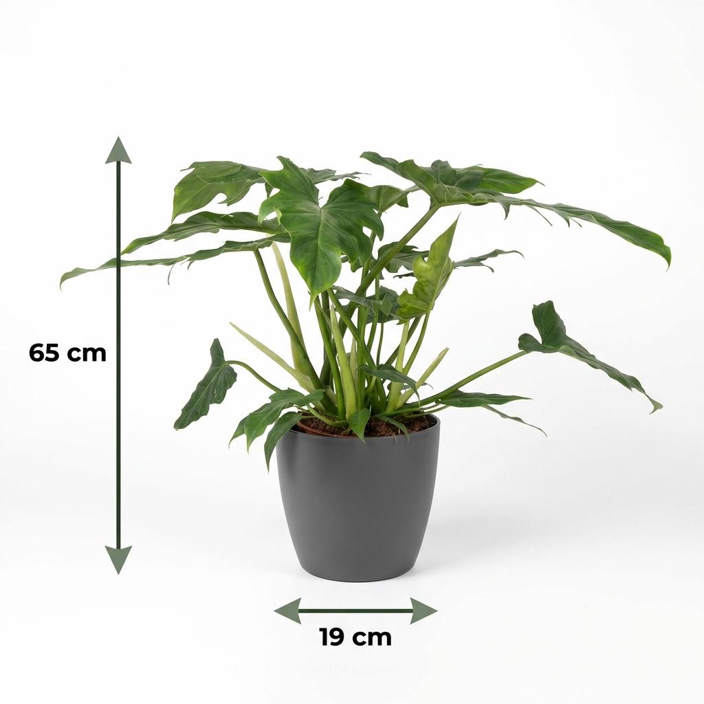 Philodendron - Philodendron Lacerum - Groen - Weinig onderhoud - 1 Plant - met Potter Grijs - Pot 19cm - Hoogte 65cm