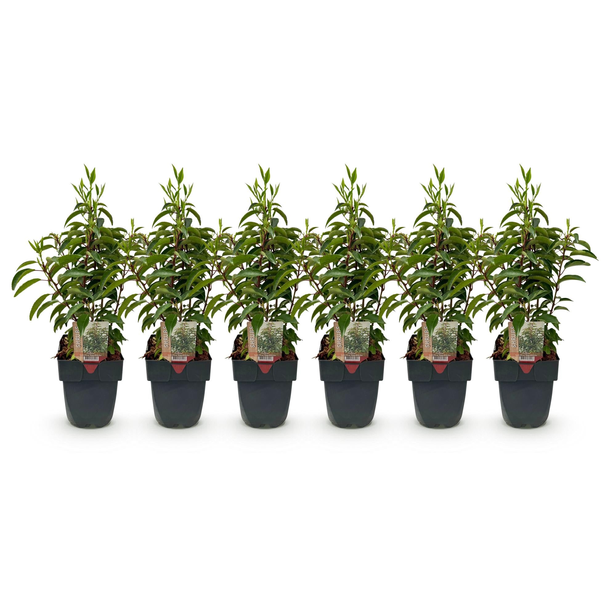 Green boutiQ - Heckenpflanzen - Prunus lusitanica Angustifolia - grünes Laub - 6 Pflanzen - 1 laufender Meter - immergrün - Topf 17cm Höhe 50cm