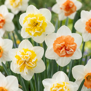 10x Narcissus Macaron Bloss - Bloembollen - Narcis Macaron Bloss - Wit en Geel - Voorjaarsbloeier - Bolmaat 12/14