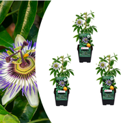 Passiflora caerulea (Passiflora) – vaso P9 – pianta rampicante esotica fiorita 3x