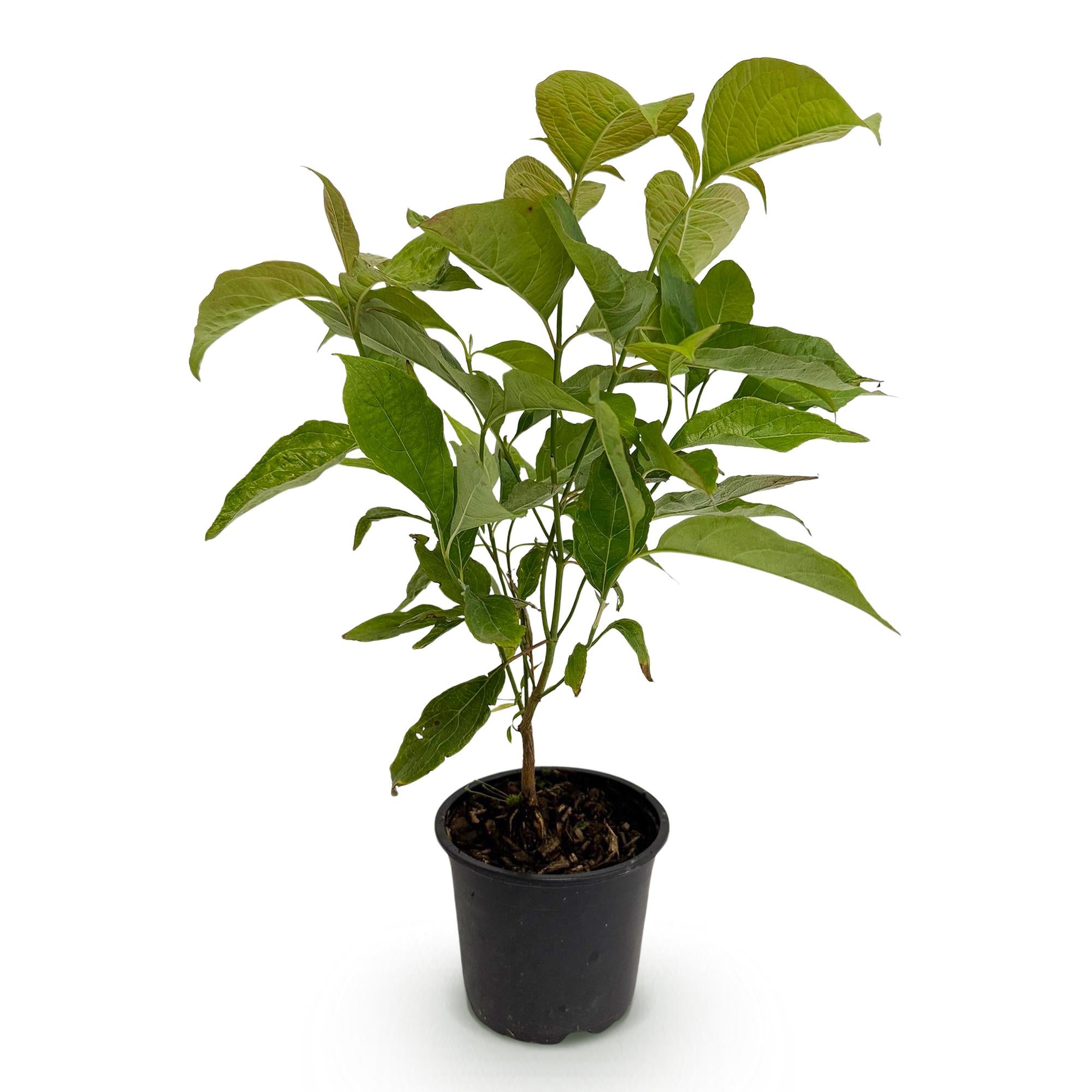 Cornus mas - Bloem Geel - 1 Plant - Bladverliezend - Weinig Onderhoud - Pot 12cm Hoogte 35cm