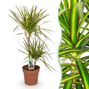 Dracaena Sunray - Drakenbloedboom - Weinig onderhoud - Groen - 1 Plant - Pot 21cm - Hoogte 90-100cm