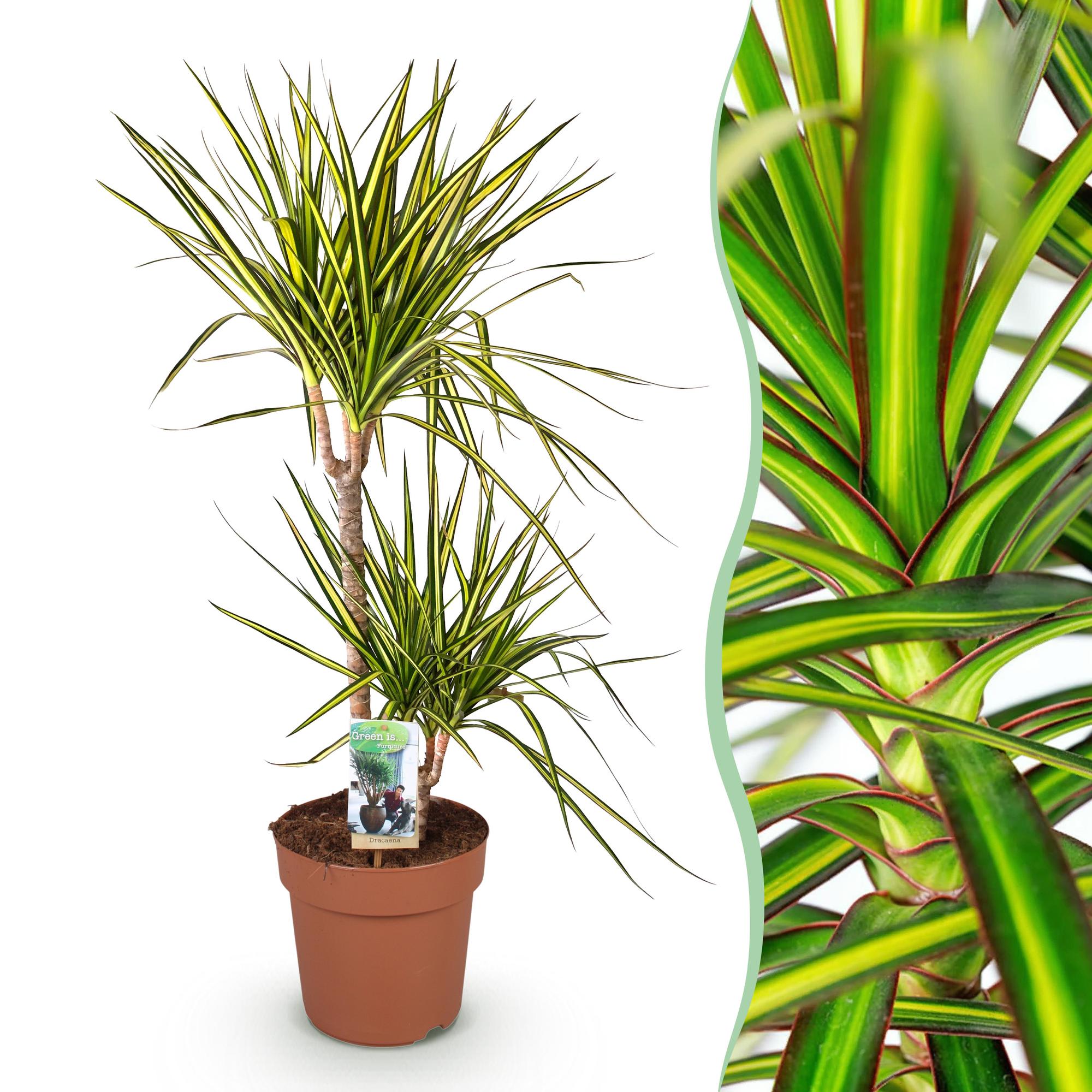 Dracaena Sunray - Drakenbloedboom - Weinig onderhoud - Groen - 1 Plant - Pot 21cm - Hoogte 90-100cm