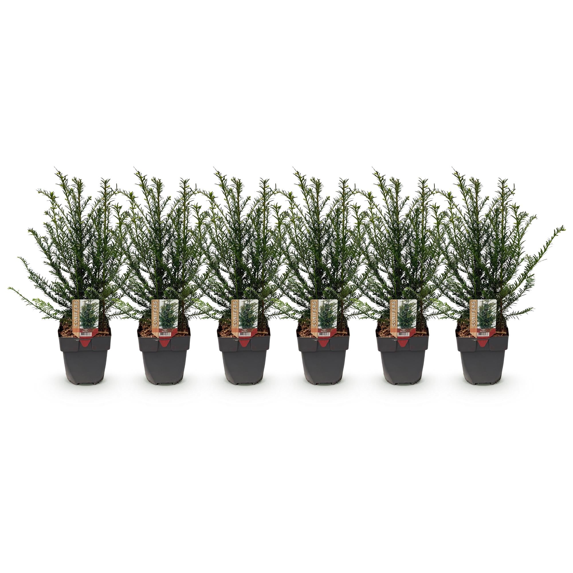 Green boutiQ – Heckenpflanzen – Eibe (Taxus baccata) – grüne Blätter – 6 Pflanzen – 1 laufender Meter – immergrün – Topf 17 cm, Höhe 60 cm