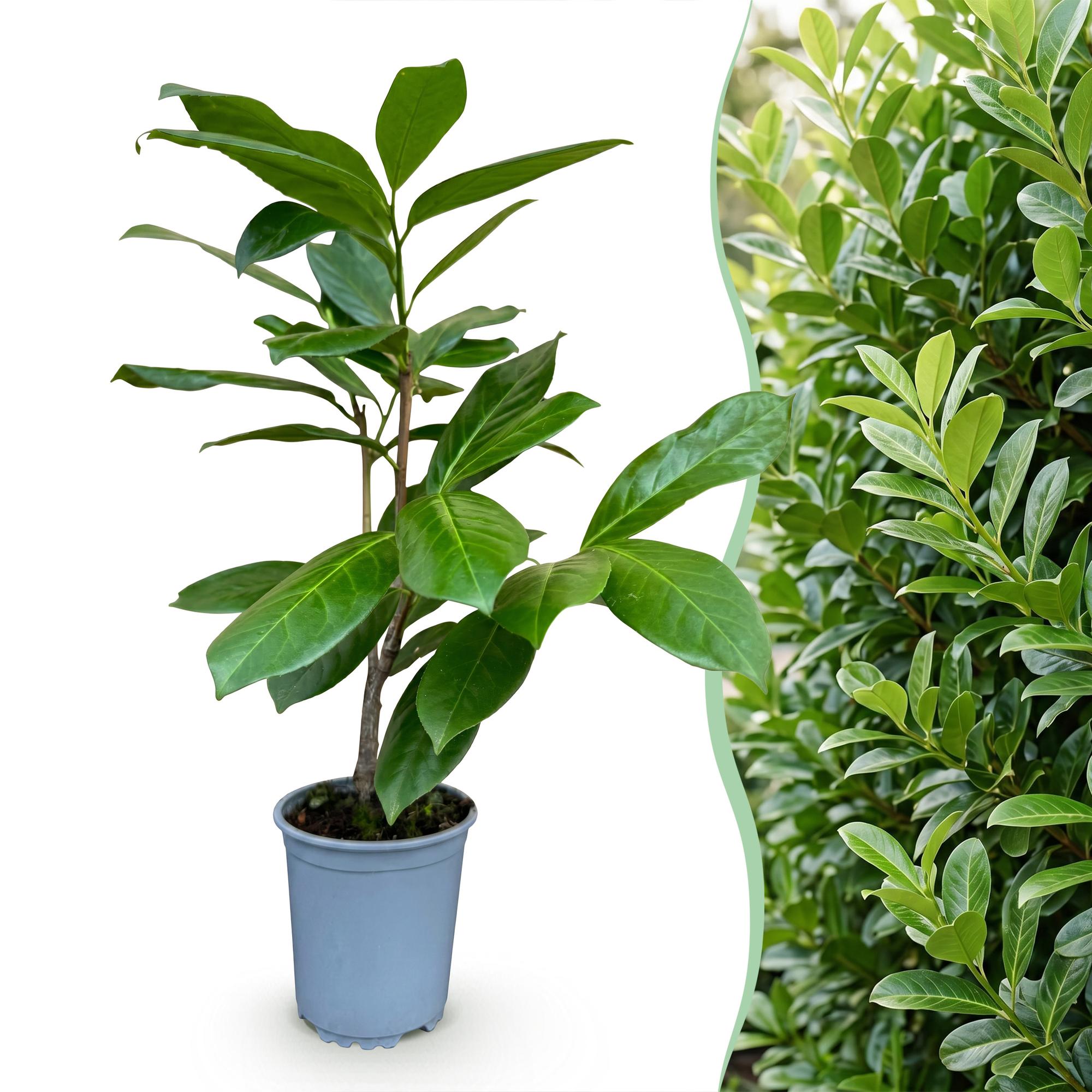 Prunus laur. Rotundifolia - Laurierkers 40x - Haagplanten - Groenblijvend - Groen - Pot 9cm - Hoogte 25-35cm