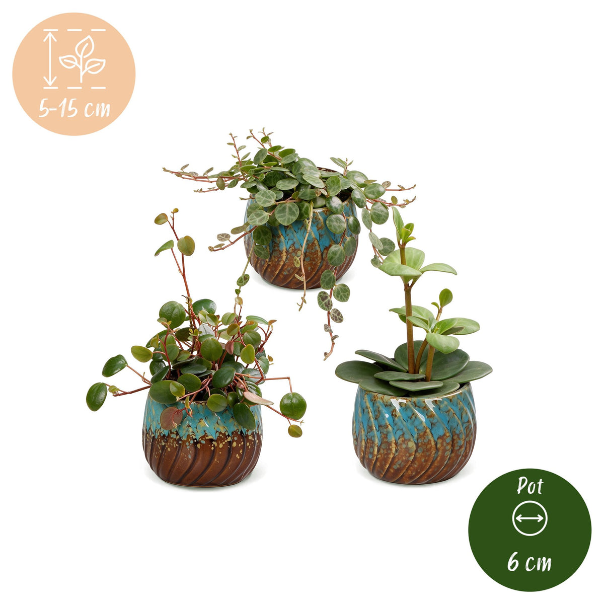Baby Peperomia Mix 3x - Groen - Rood - Tropisch - incl. Copper Reef - Ø6cm - ↕5-15cm