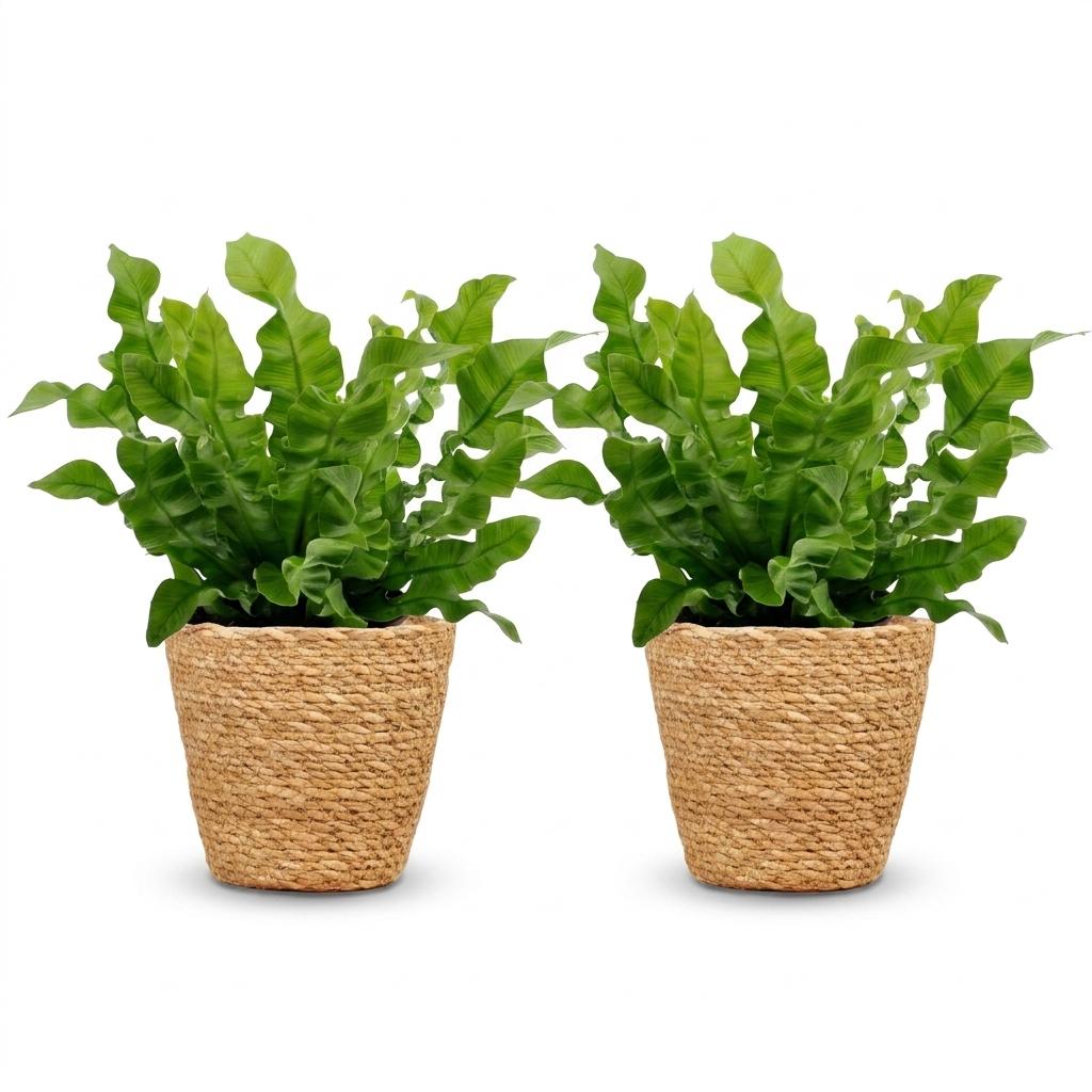Asplenium Crispy Wave - 2x - met Mand - Pot 12cm - Hoogte - 30cm