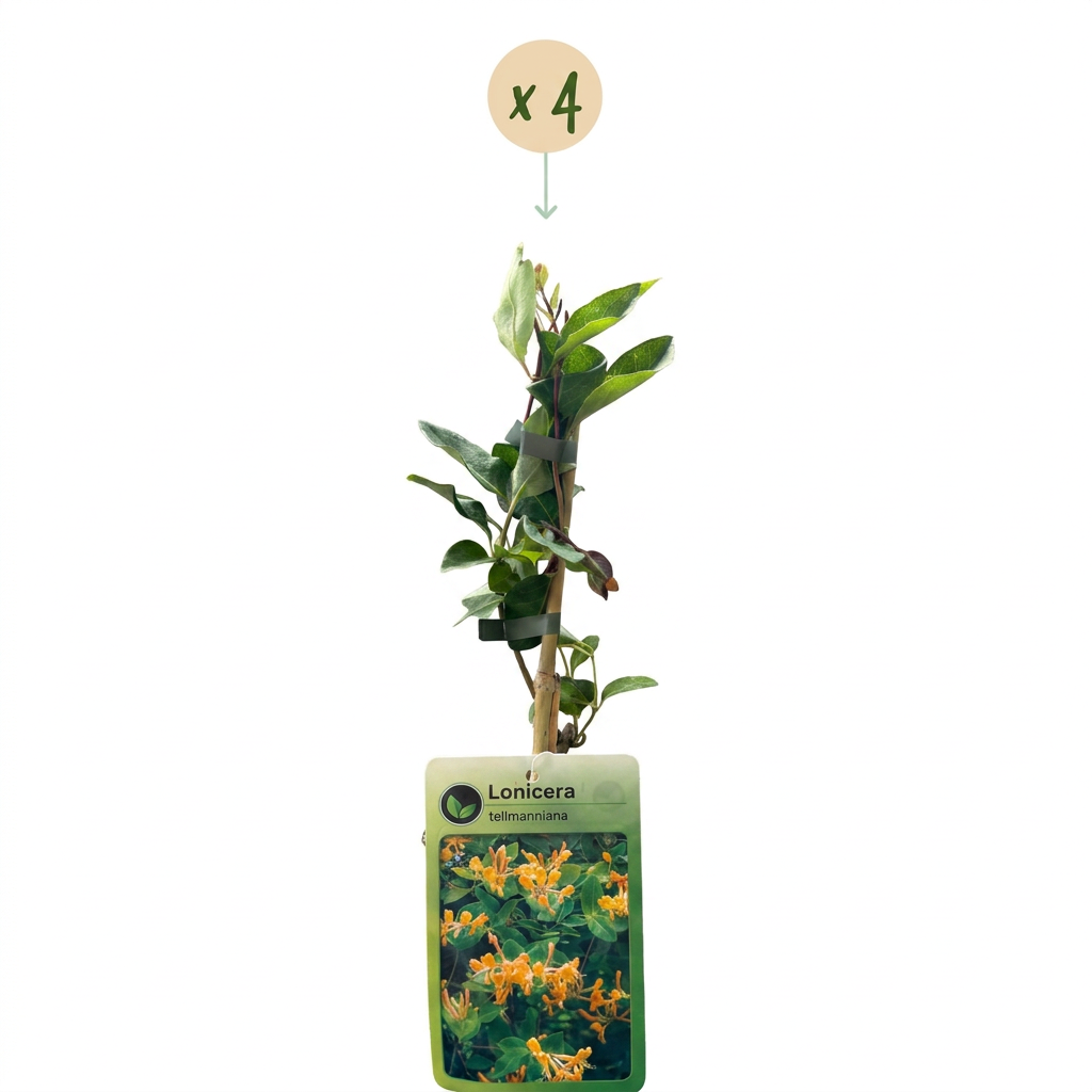 Lonicera tellmanniana - Tellmann-kamperfoelie 4x - Oranje - Geel - Klimplant - Ø9cm - ↕35cm