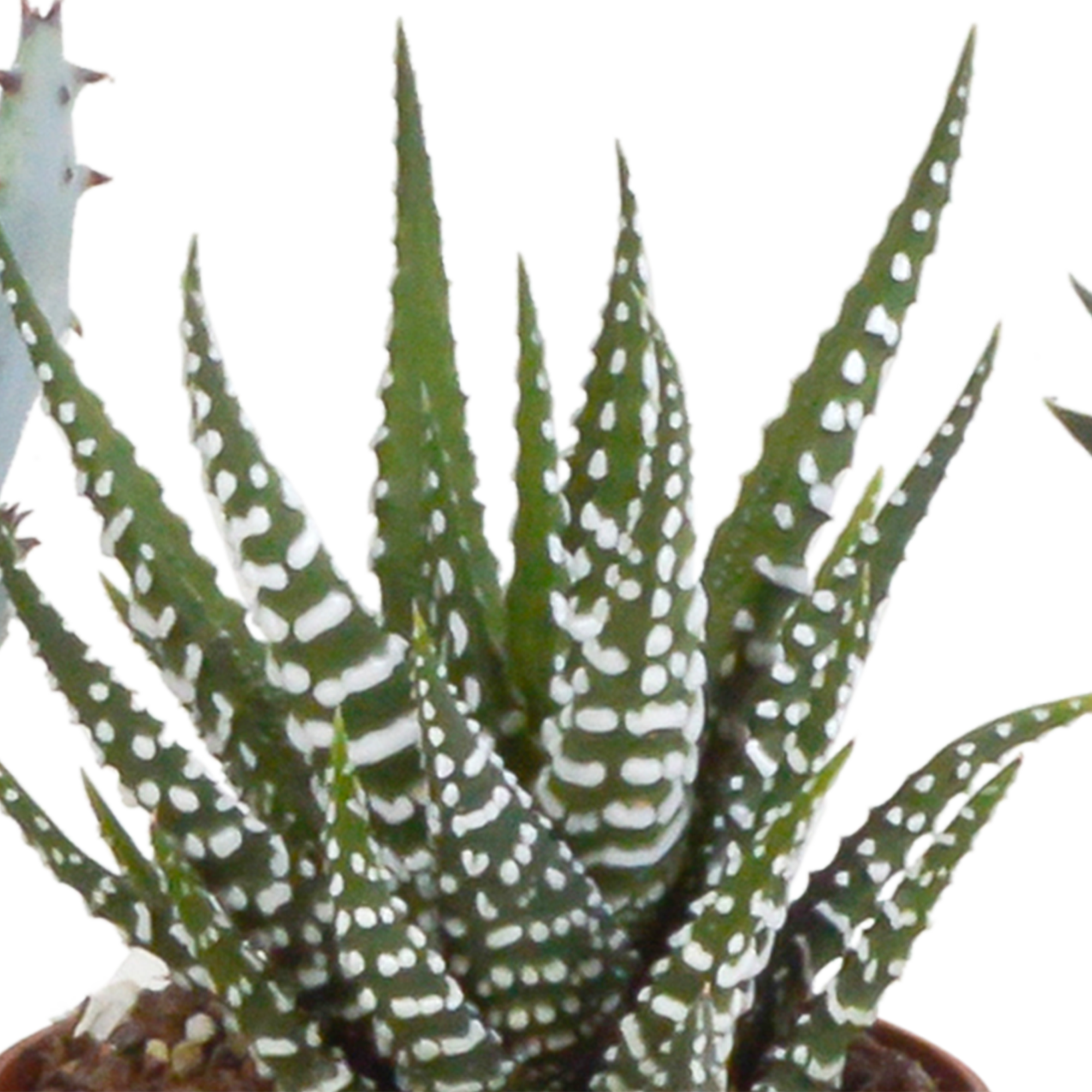 Gasteria/Haworthia mix 5,5cm - in witte pot - 5x