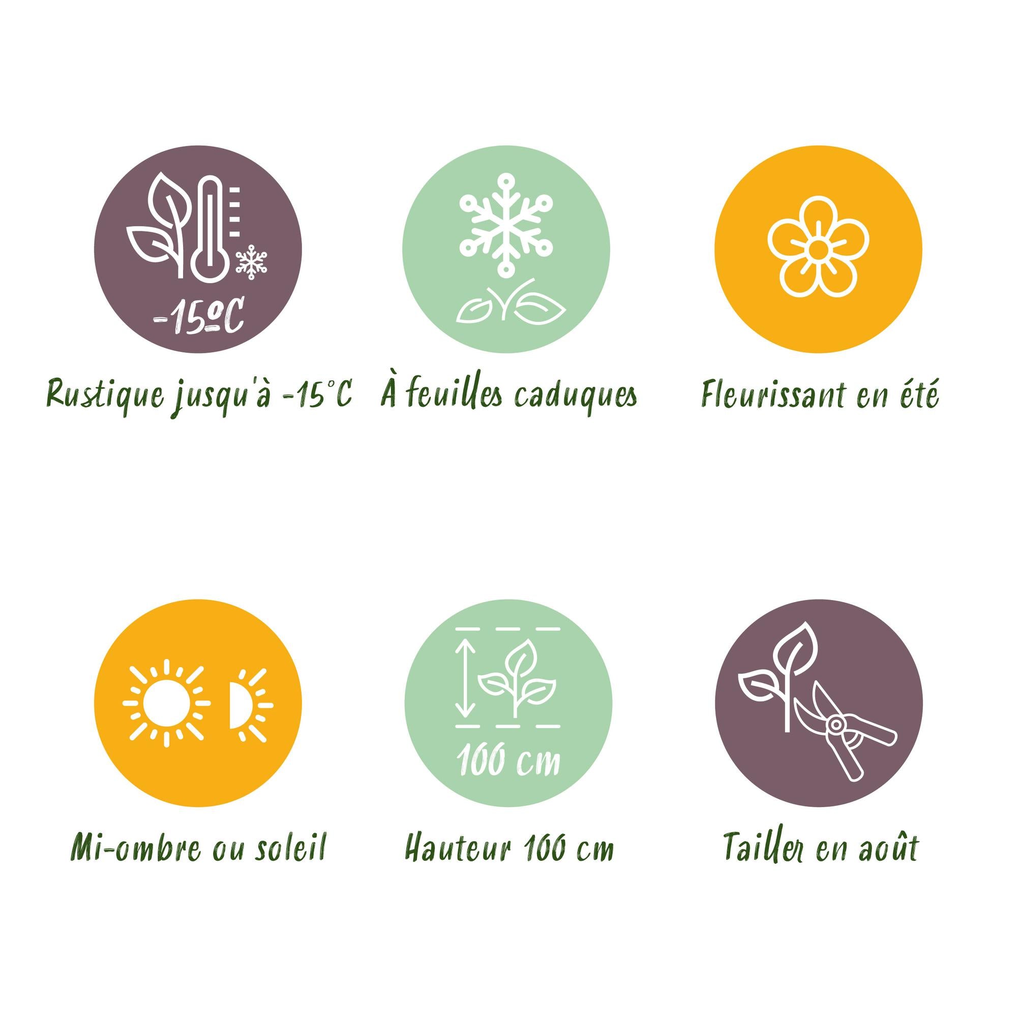 Hortensia - Hydrangea Magical Revolution Blue - Blauw - 6-10 Bloemen - Pot 23cm Hoogte 55cm