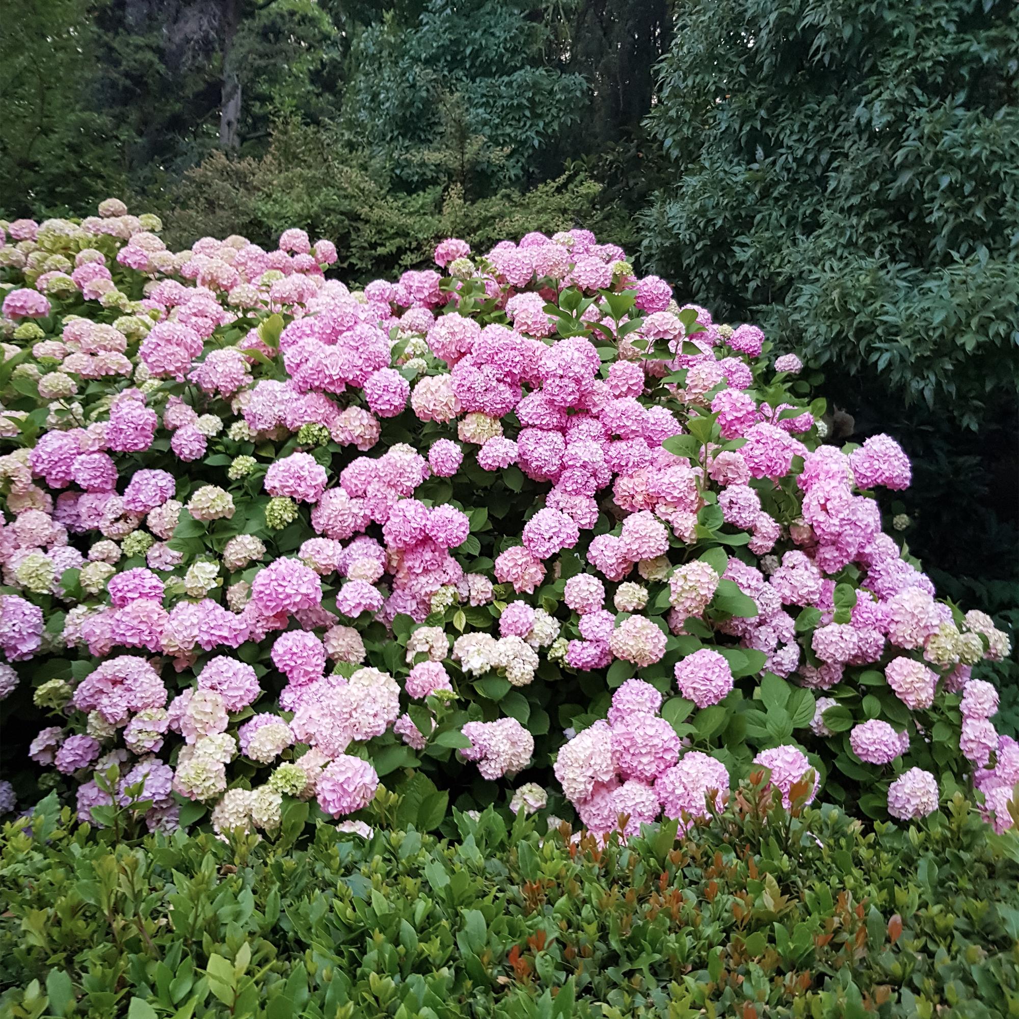 Green boutiQ - Ortensia - Hydrangea macrophylla Rosa - Fiore Rosa - 1 Pianta - Decidua - Bassa Manutenzione - Vaso 17cm Altezza 30cm