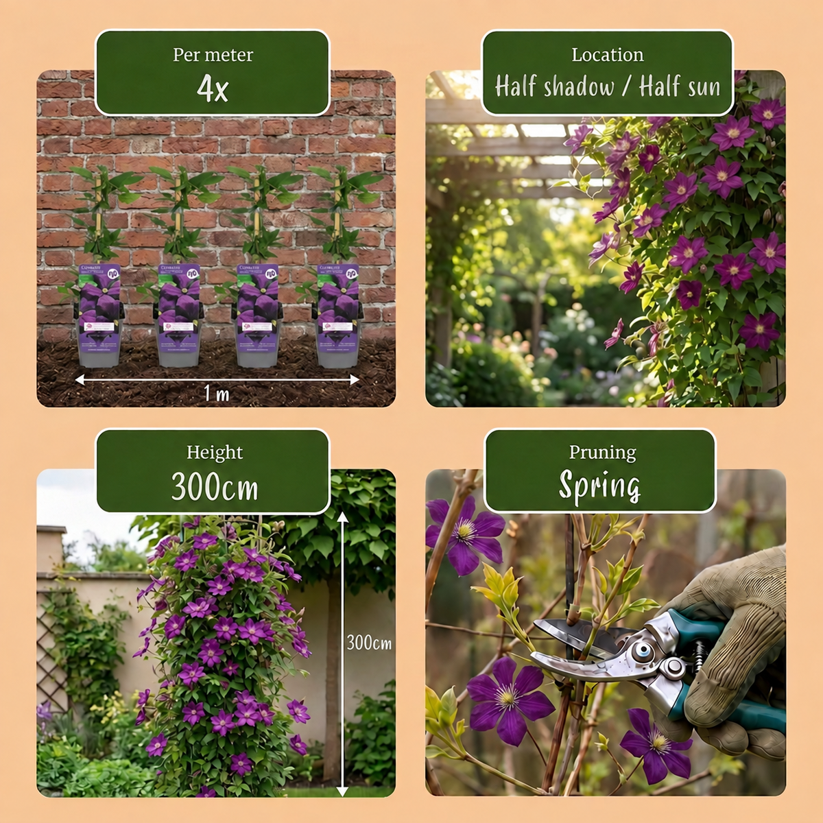 Clematis Etoile Viol - Bosrank 4x - Paars - Klimplant - Ø9cm - ↕35cm