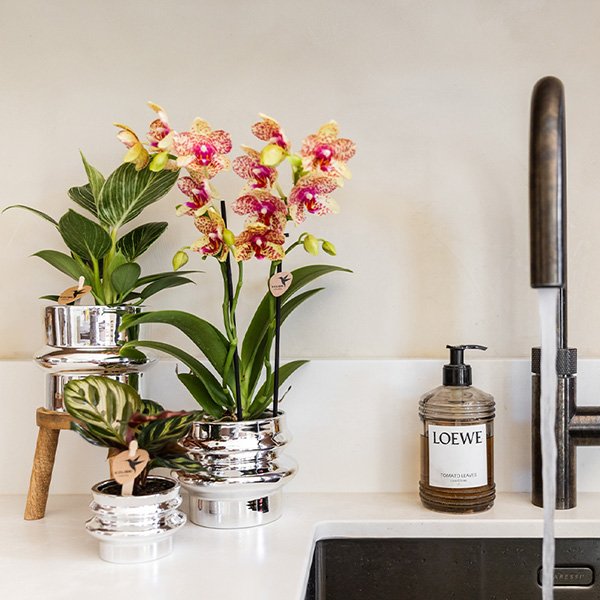 Kolibri Home | Chrome dubbel sierpot - Ø6cm