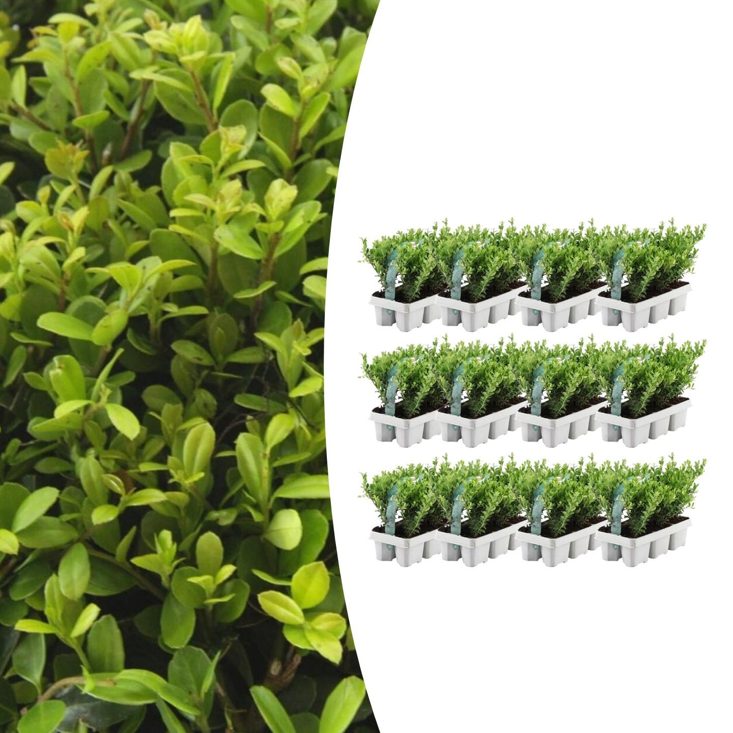 Lot de 12 x 6 Ilex crenata 'Jenny' - Ø7 cm - ↕15 cm