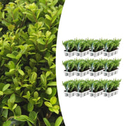 Lot de 12 x 6 Ilex crenata 'Jenny' - Ø7 cm - ↕15 cm