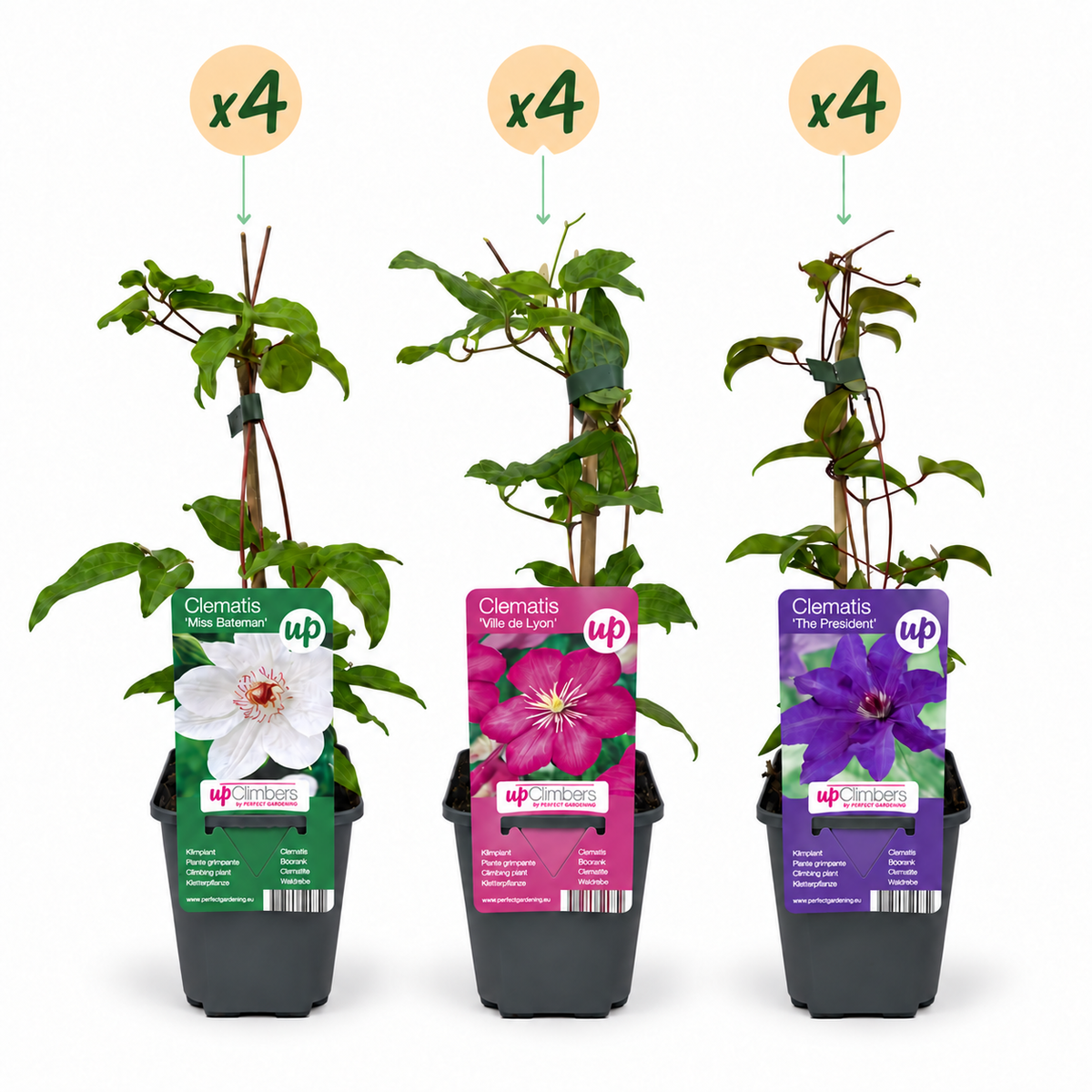 Clematis Tricolour - Driekleurige bosrank - 12x Paars - Roze - Wit - Klimplant - Ø9cm - ↕35cm