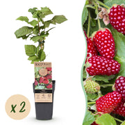 Rubus Thornless Loganberry - Braamboos - Winterhard - Rode Vrucht - 2 Planten - Pot 15cm - Hoogte 50cm