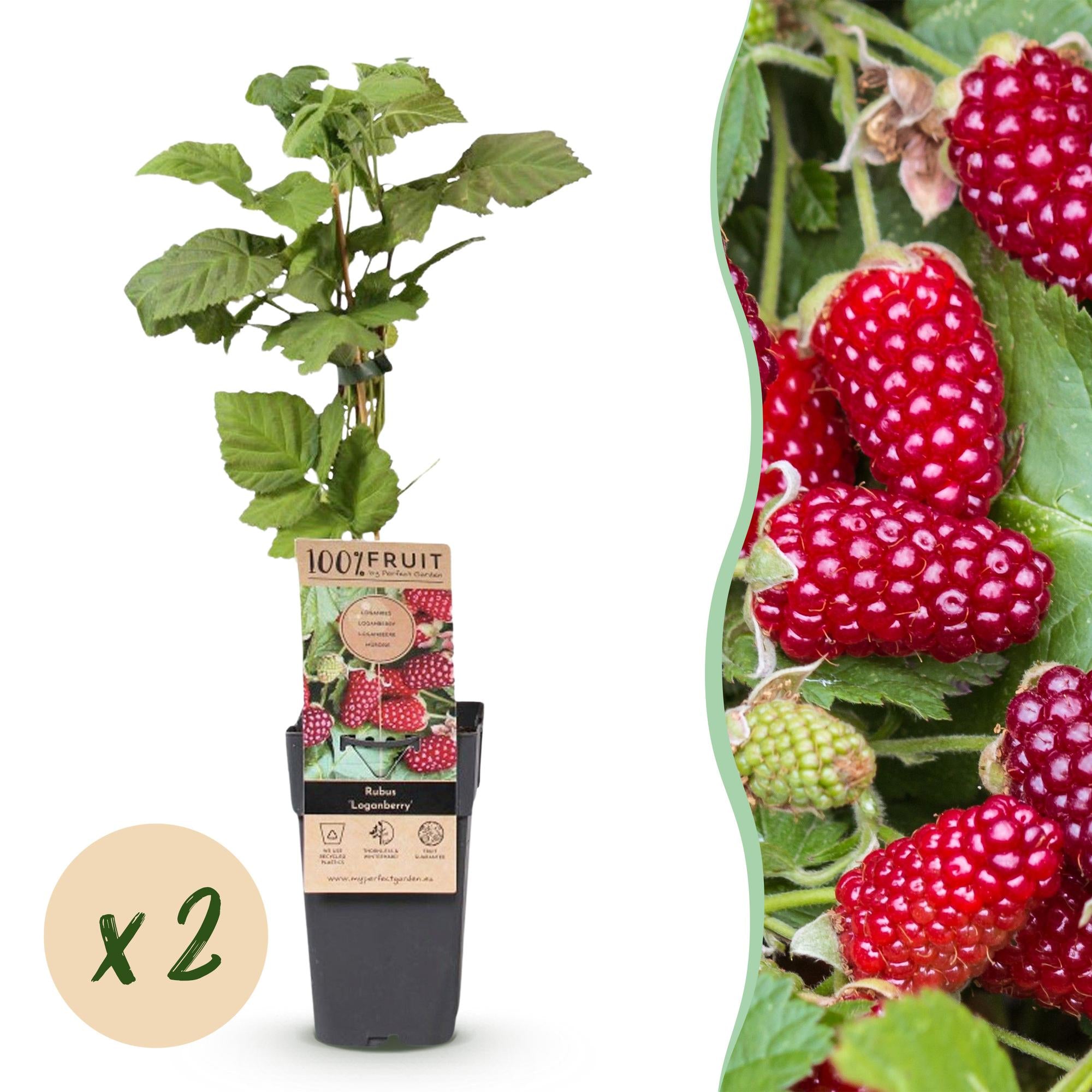 Rubus Thornless Loganberry - Braamboos - Winterhard - Rode Vrucht - 2 Planten - Pot 15cm - Hoogte 50cm