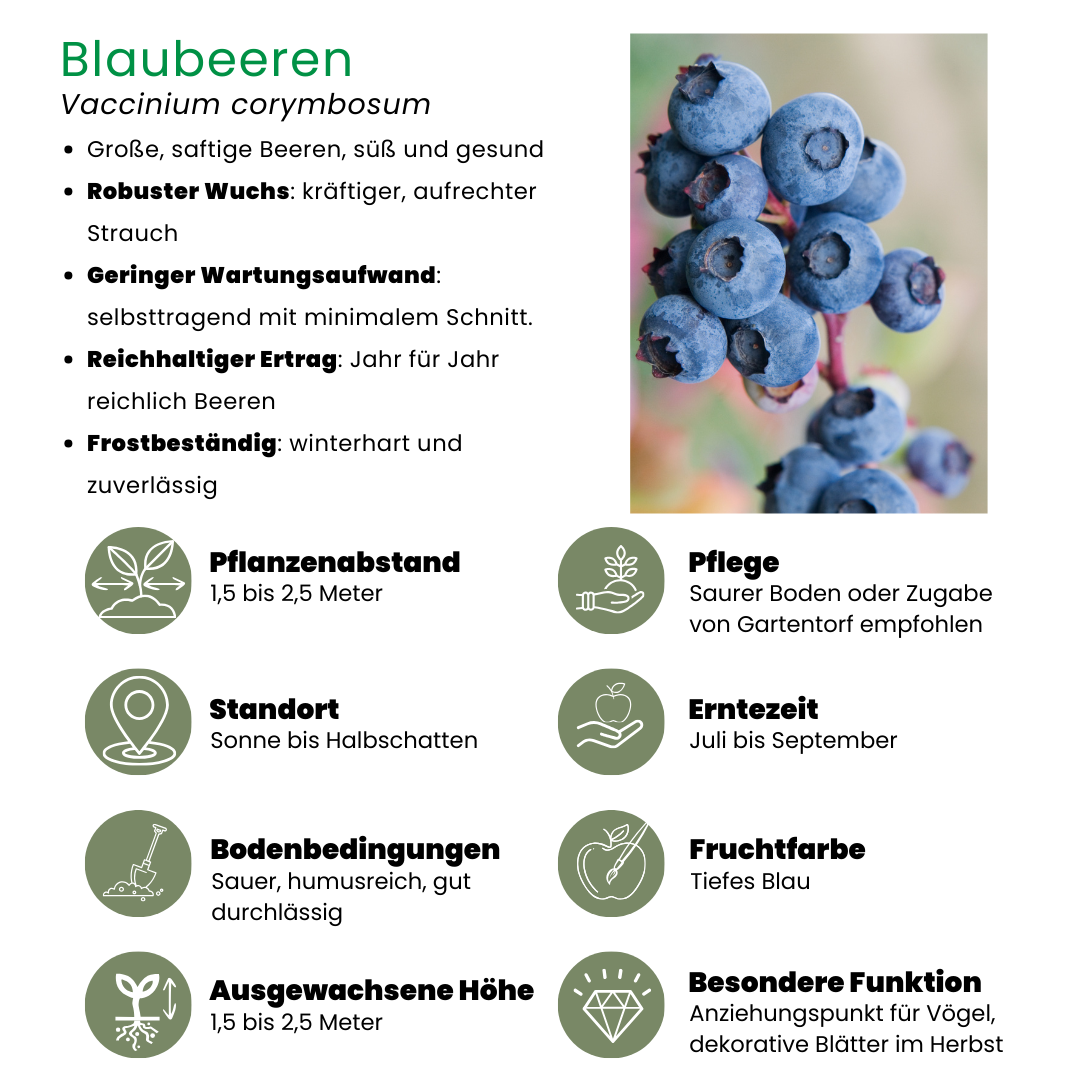 6 x Blaubeerpflanzen BIO - Ø 13 cm - ↨ 20 cm