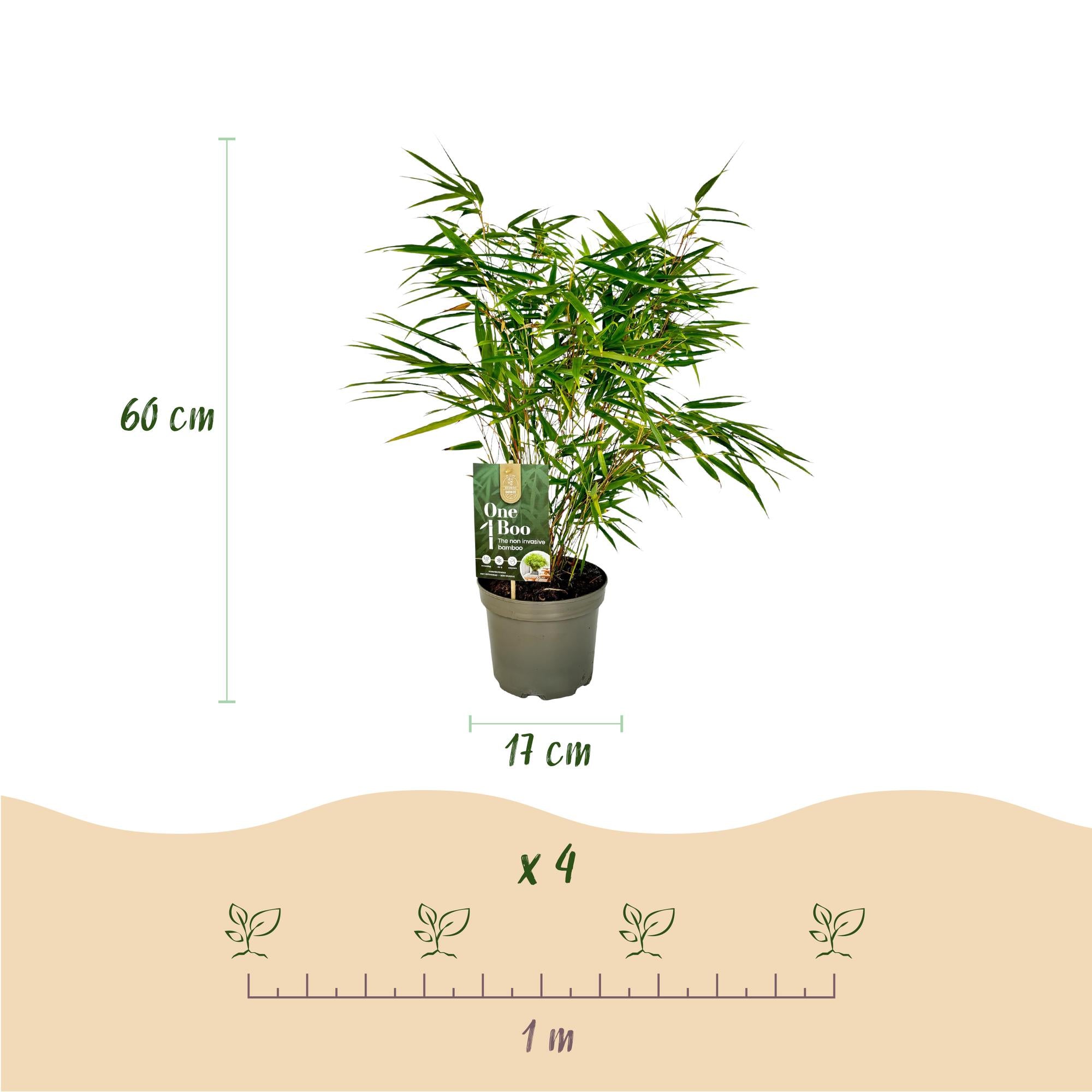 Bamboe - Fargesia rufa - Groen - 2 Planten - Bladhoudend - Niet Woekerend- Pot 17cm Hoogte 60cm
