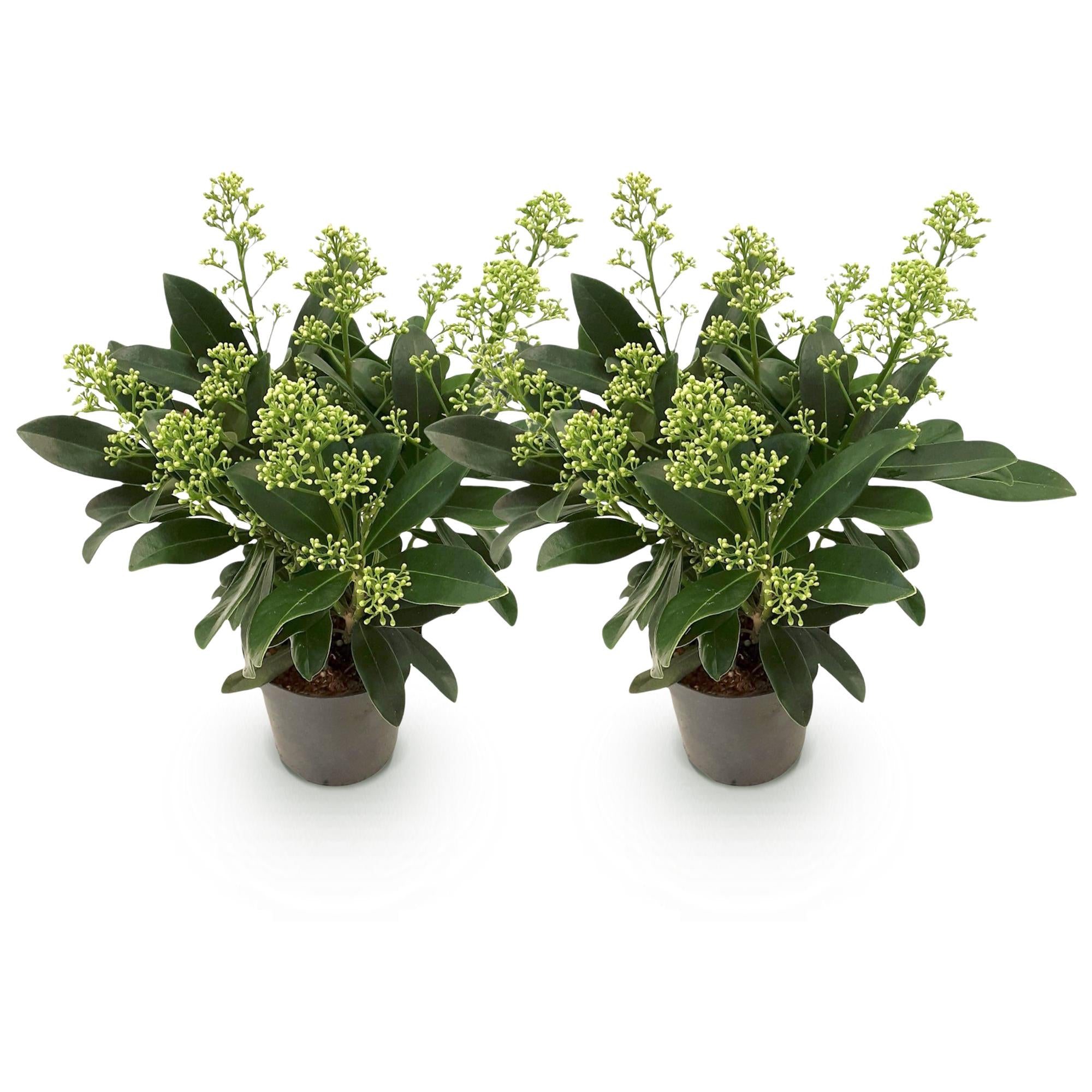 Skimmia japonica Finchy - Bloem Wit - 10+ Bloemen - 2 Planten - Winterhard - Pot 10,5cm Hoogte 25cm