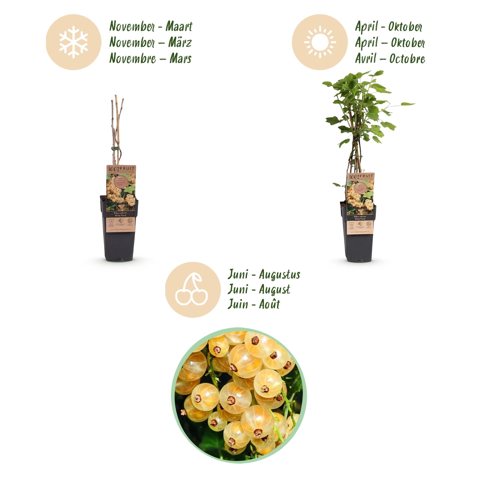 Ribes rubrum Witte Parel - Bessenplant - Winterhard - Witte Bes - 2 Planten - Pot 15cm - Hoogte 50cm