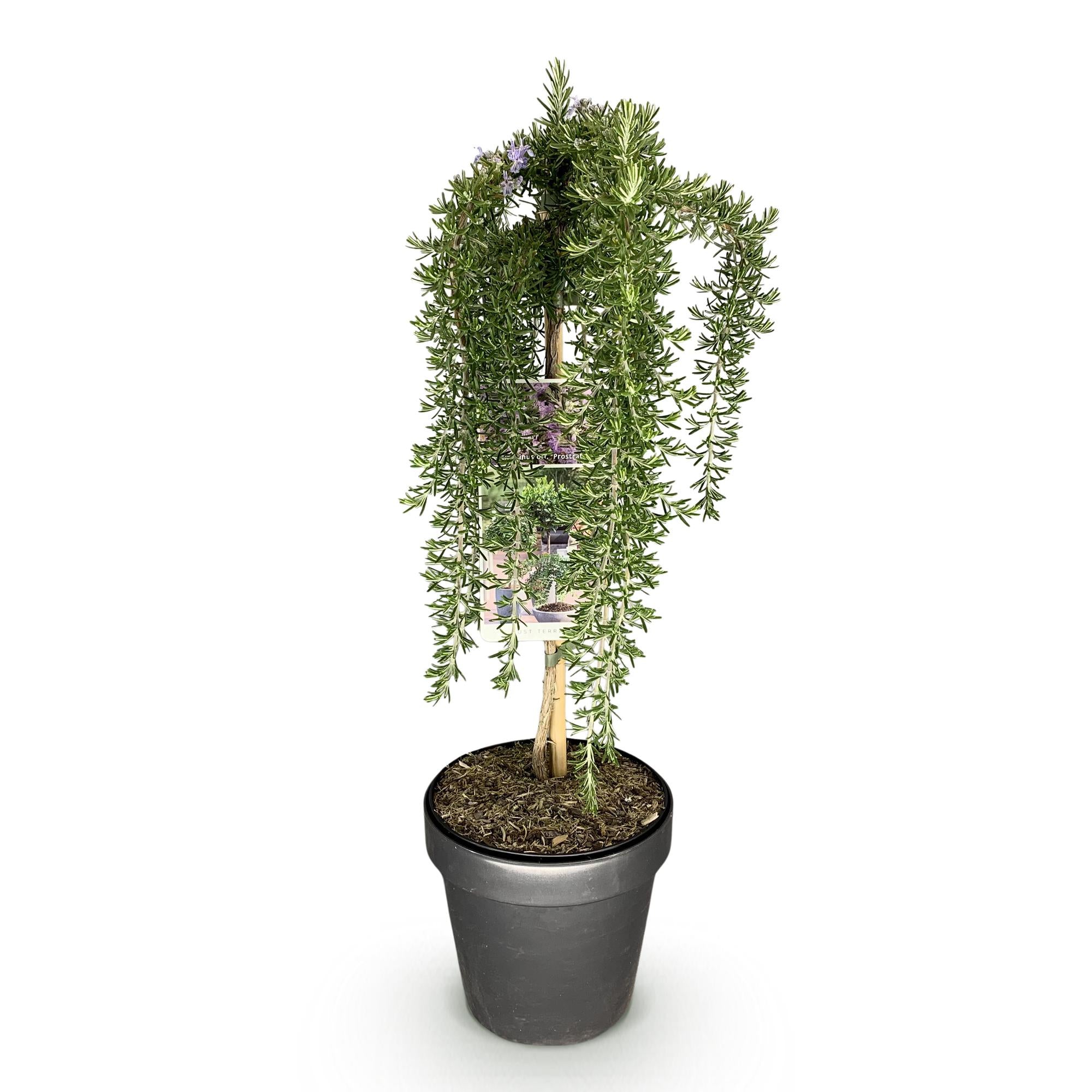 Rosmarinus officinalis Prostratus - Terras Plant - Bladhoudend - Winterhard -Paarse Bloem - Pot 19cm Hoogte 90cm