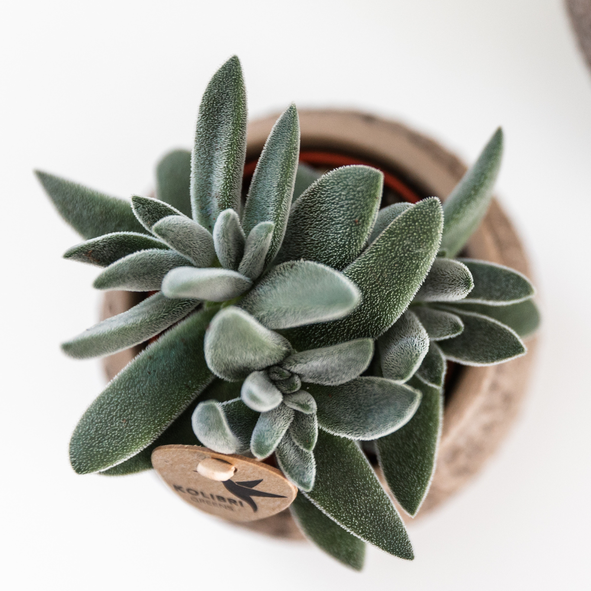 Kolibri-Grün | Grüne Pflanze – Sukkulente Tarantel – grüne Zimmerpflanze – frisch vom Züchter – Ø 9 cm