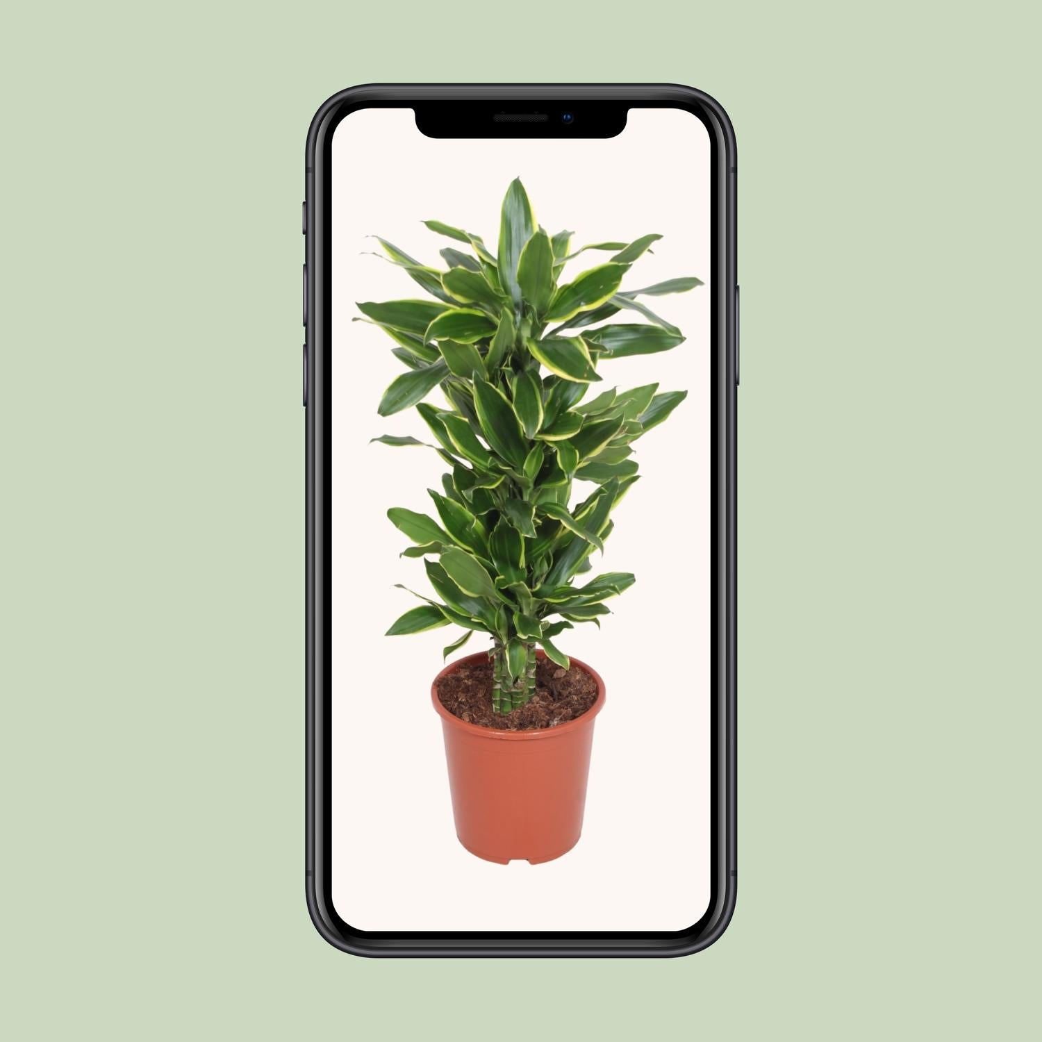 Dracaena Costa Dorata - Ø27cm - ↕110cm