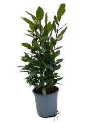 Laurus Nobilis - Ø14cm - ↕35cm