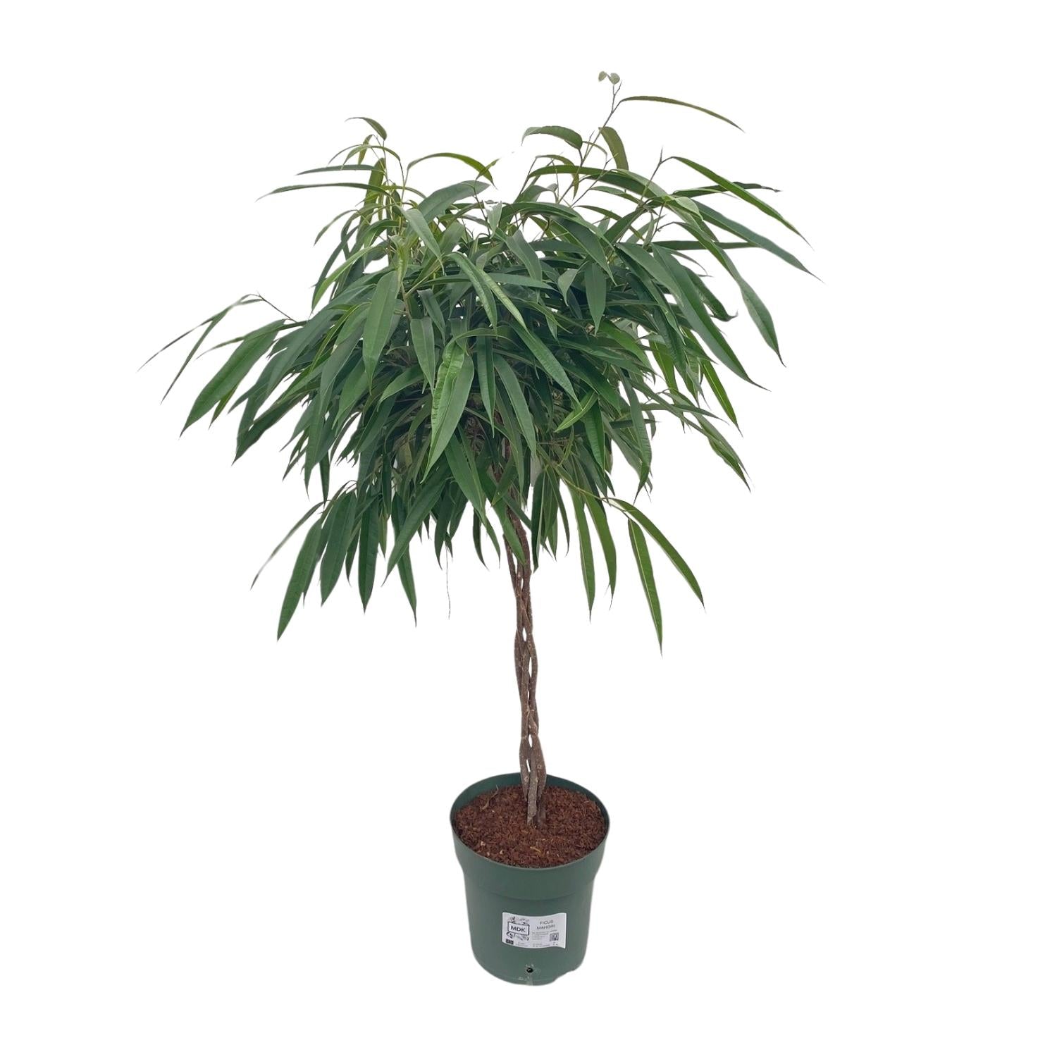 Ficus Mahori / Alii Tressé - Ø27cm - ↕110cm