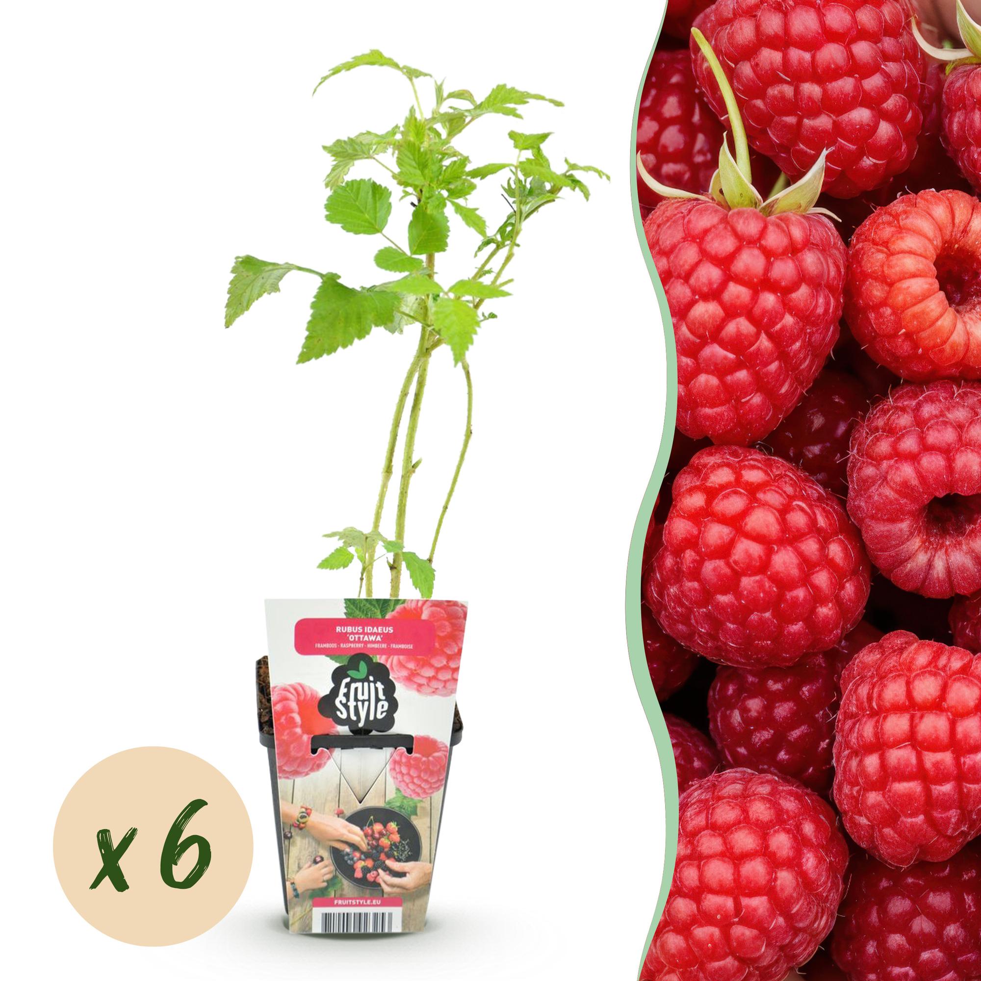 Framboos - Rubus idaeus Ottawa - Winterhard - 6 Planten - Pot 9 cm - Rode Framboos