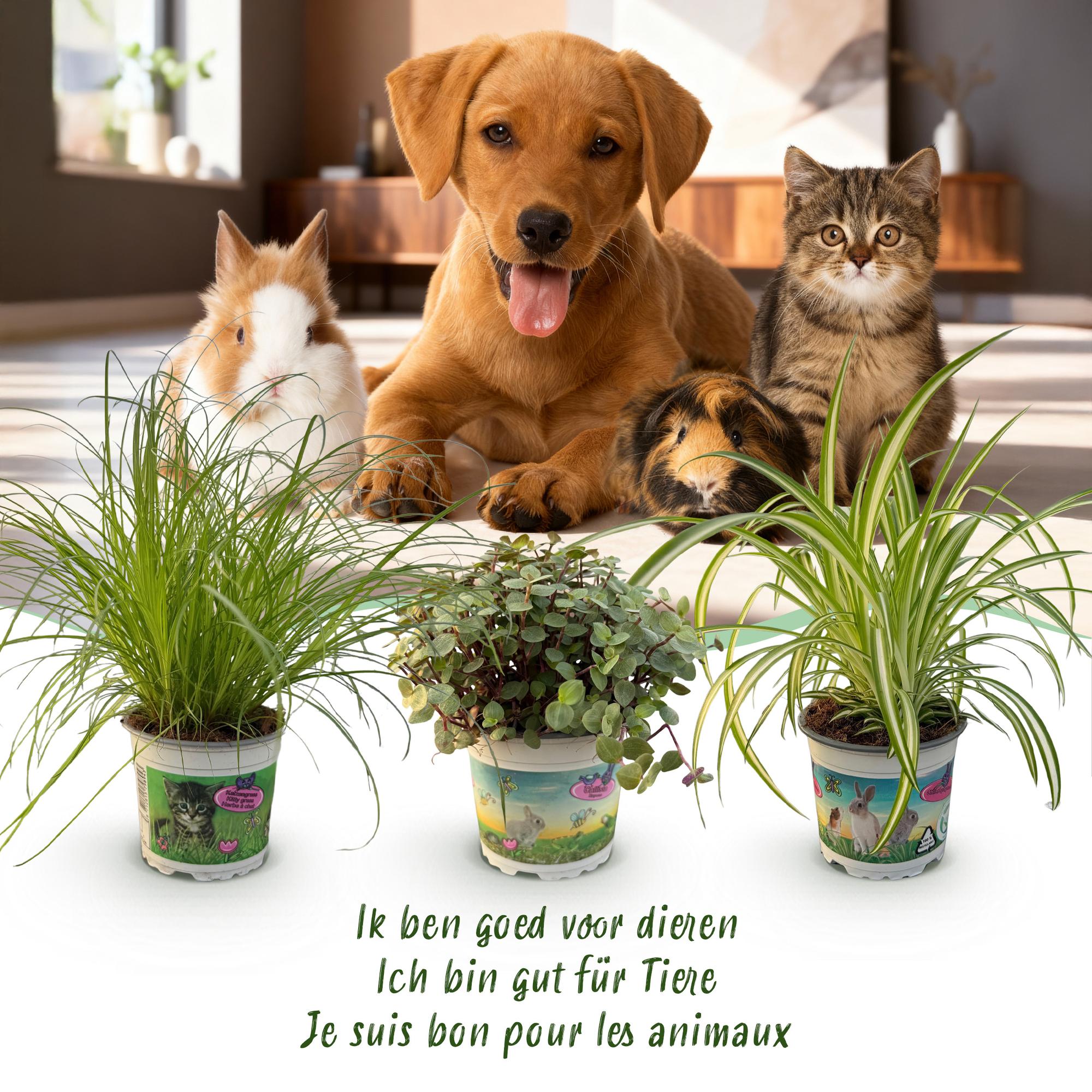 Cyperus - Calissia - Chlorophytum - Mix van 3 - Huisdiervriendelijke Planten - Groen - 3 Planten - Pot 12cm - Hoogte 20cm