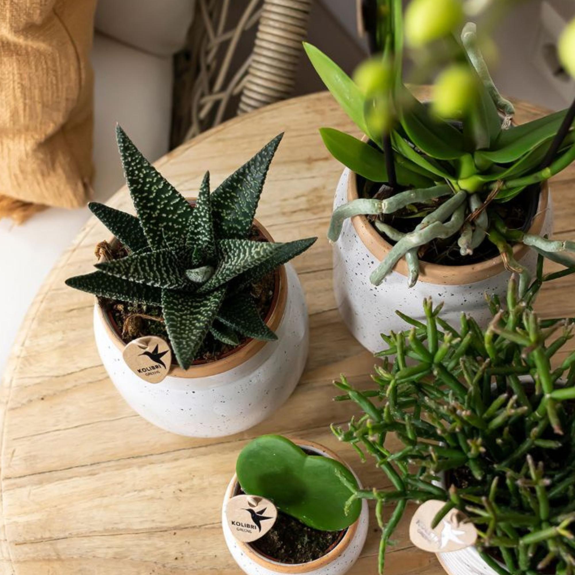 Kolibri Greens | Grüne Pflanze – Sukkulente Haworthia Royal Highness, Topfgröße Ø 9 cm | Grüne Zimmerpflanze – frisch vom Züchter