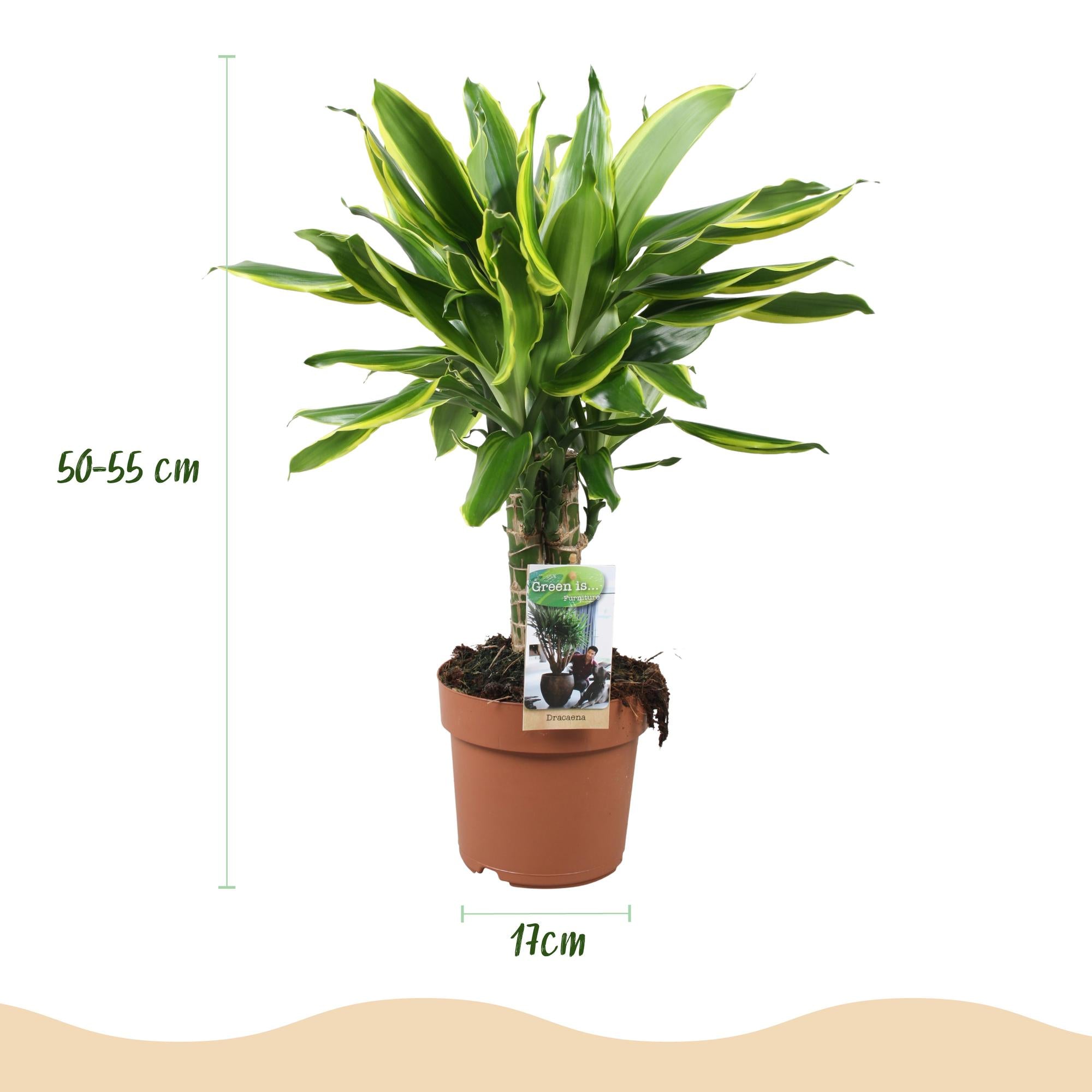 Dracaena fragrans Golden Coast - Drakenbloedboom - Weinig onderhoud - Groen - 1 Plant - Pot 17cm - Hoogte 50-55cm