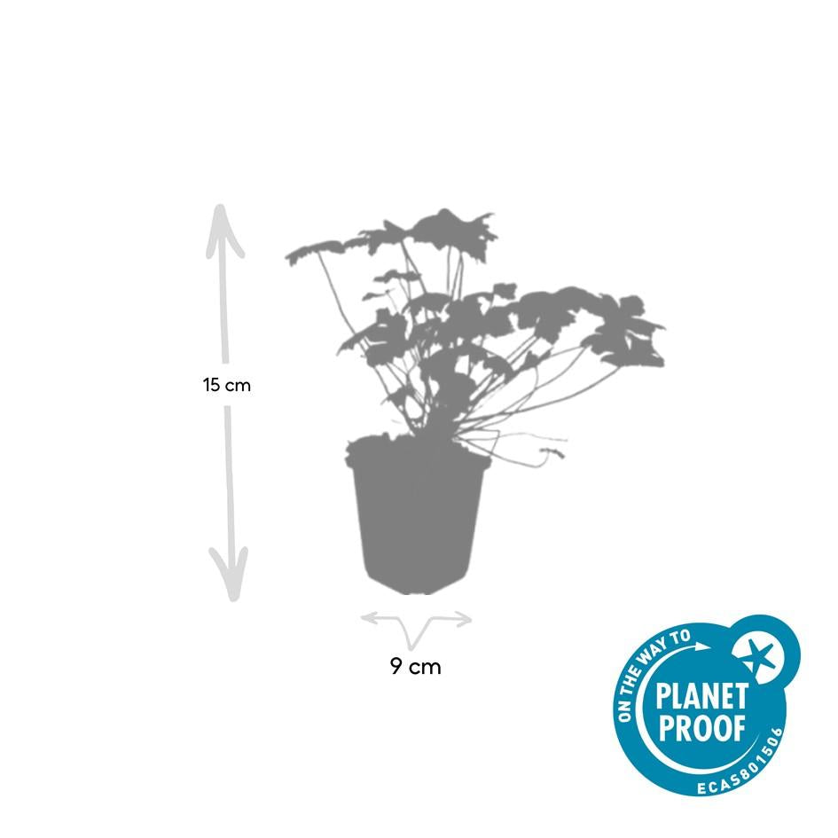 60x Géranium macr. 'Czakor' - ↕10-25cm - Ø9cm