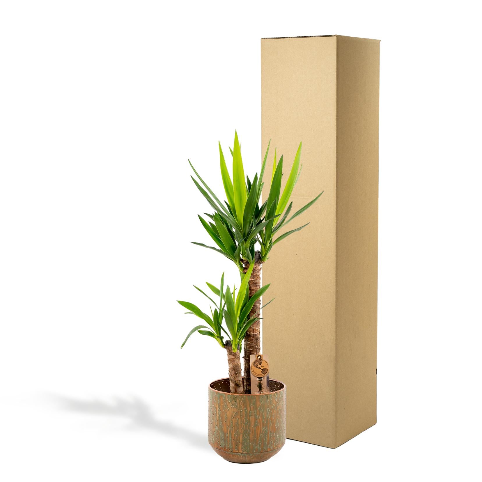 Yucca con vaso - ↨100cm - Ø21cm