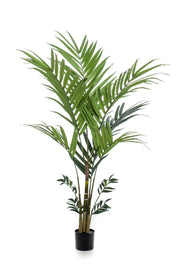 Planta artificial - Kentia - Palma Kentia - 180 cm