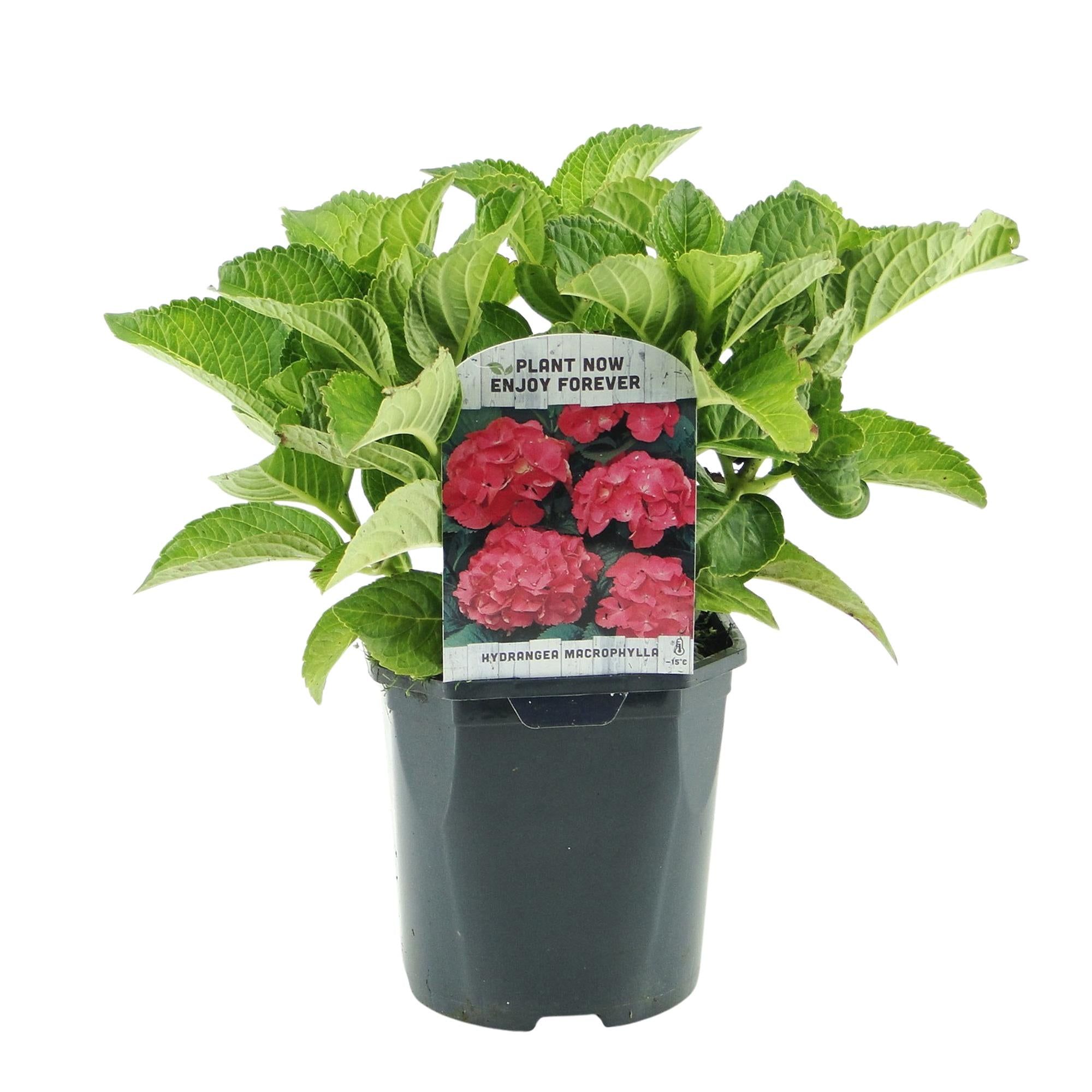 Green boutiQ - Ortensia - Hydrangea macrophylla Red - Fiore rosso - 3 piante - 1 m2 - Decidua - Bassa manutenzione - Vaso 17 cm Altezza 30 cm