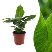 Bananier nain Musa Oriental Dwarf - Pot de 12 cm - Hauteur : 30 cm