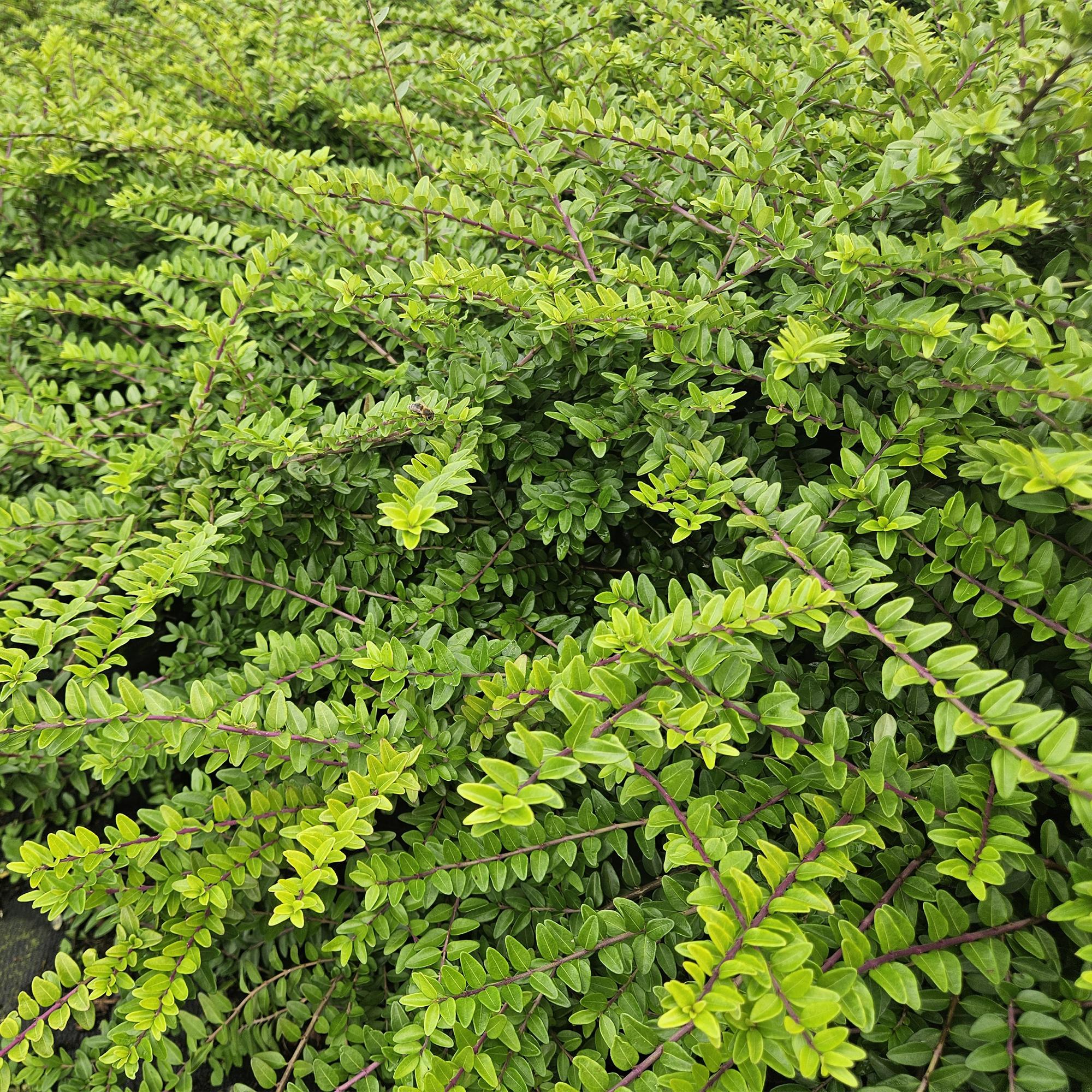 24x Lonicera lente. 'Maigrün' - ↕10-25cm - Ø9cm