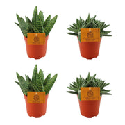 2x Aloe paradisicum + 2x Crassula tenelli - 4 Stück - Ø 10,5 cm - ↕ 10 cm