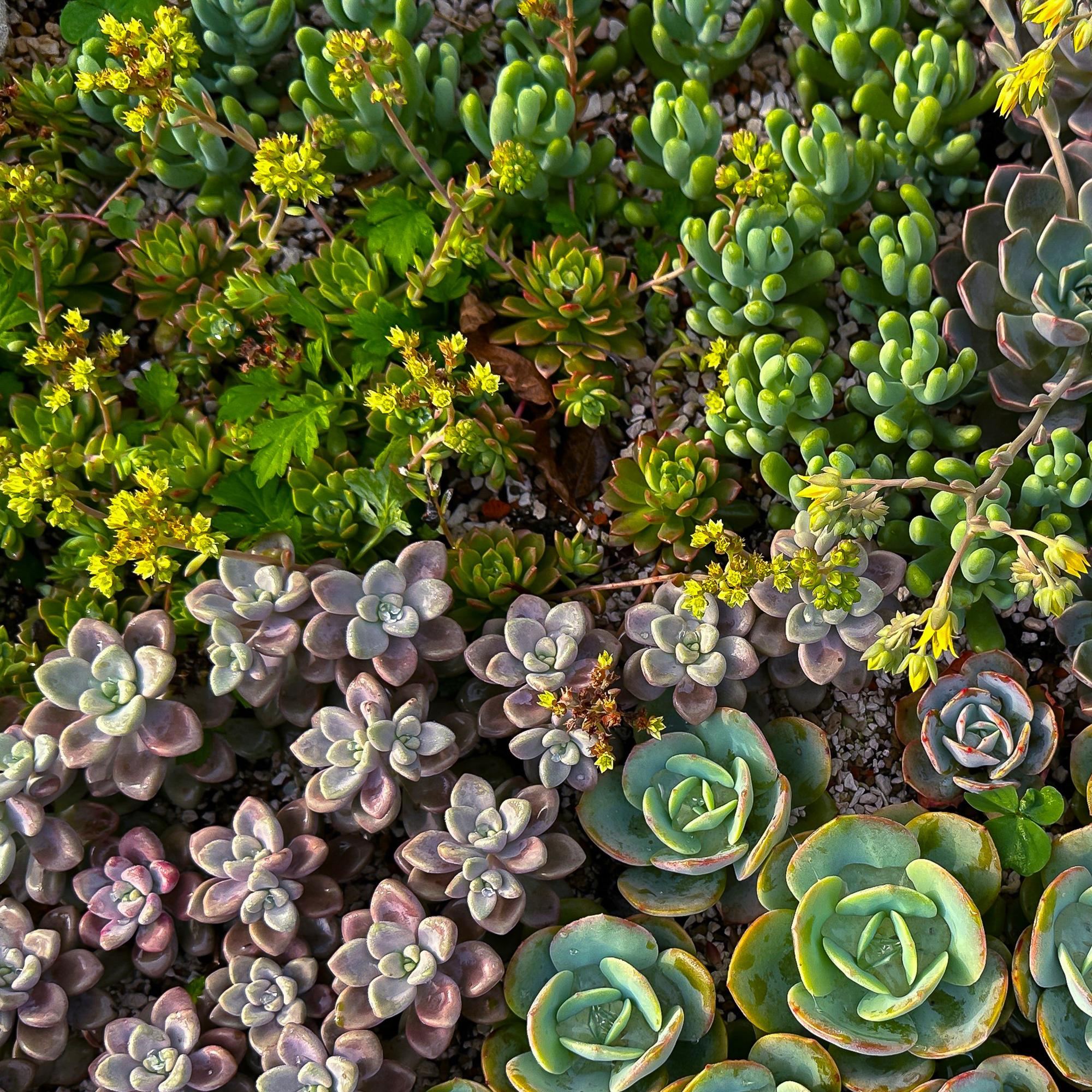 Green boutiQ – Bodendecker – Winterhart – Alpine Mischung – 8 Pflanzen – Verschiedene Farben – Pflegeleicht – Topfgröße 14, Höhe 17
