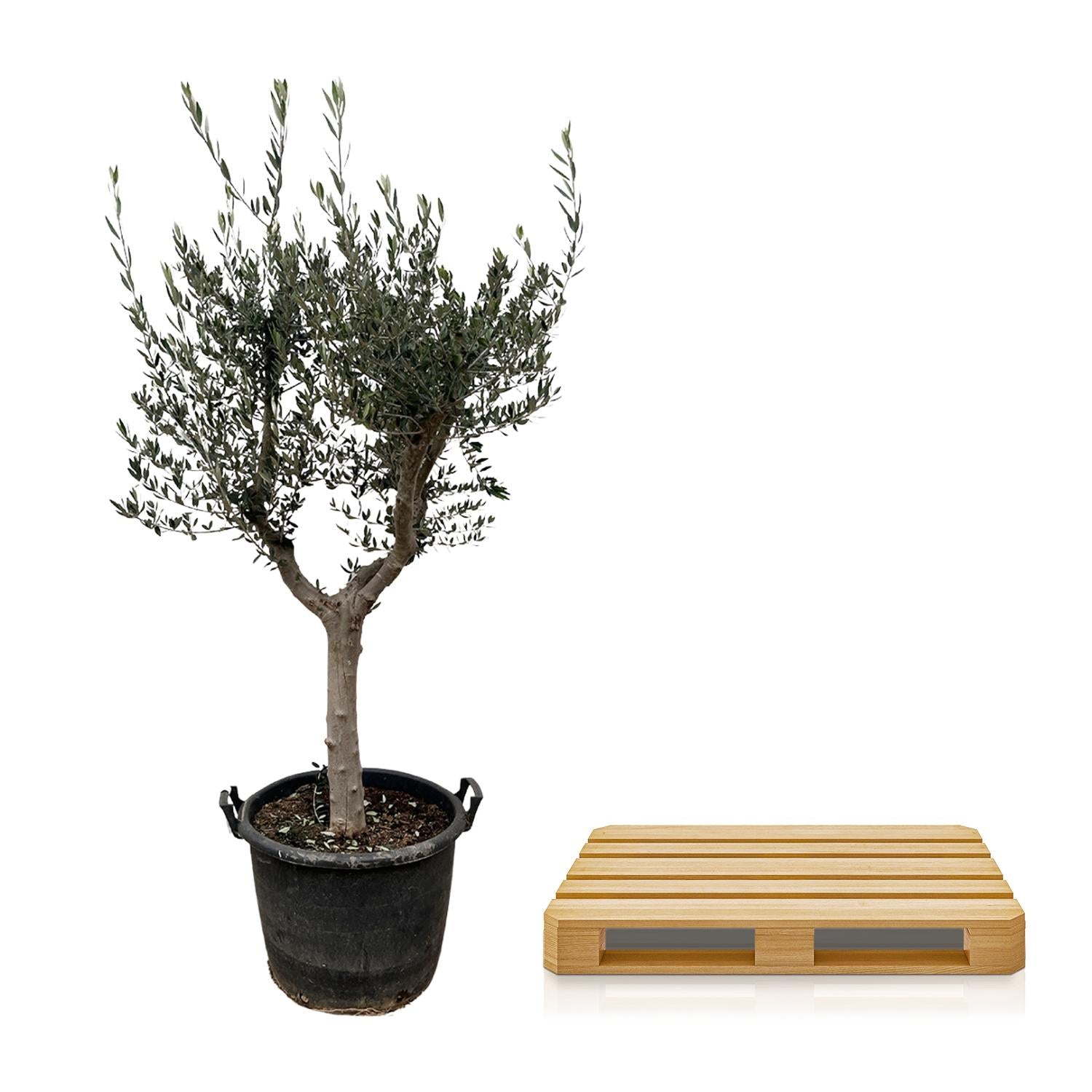 Olea Europaea Cultivo - 230cm- Ø45