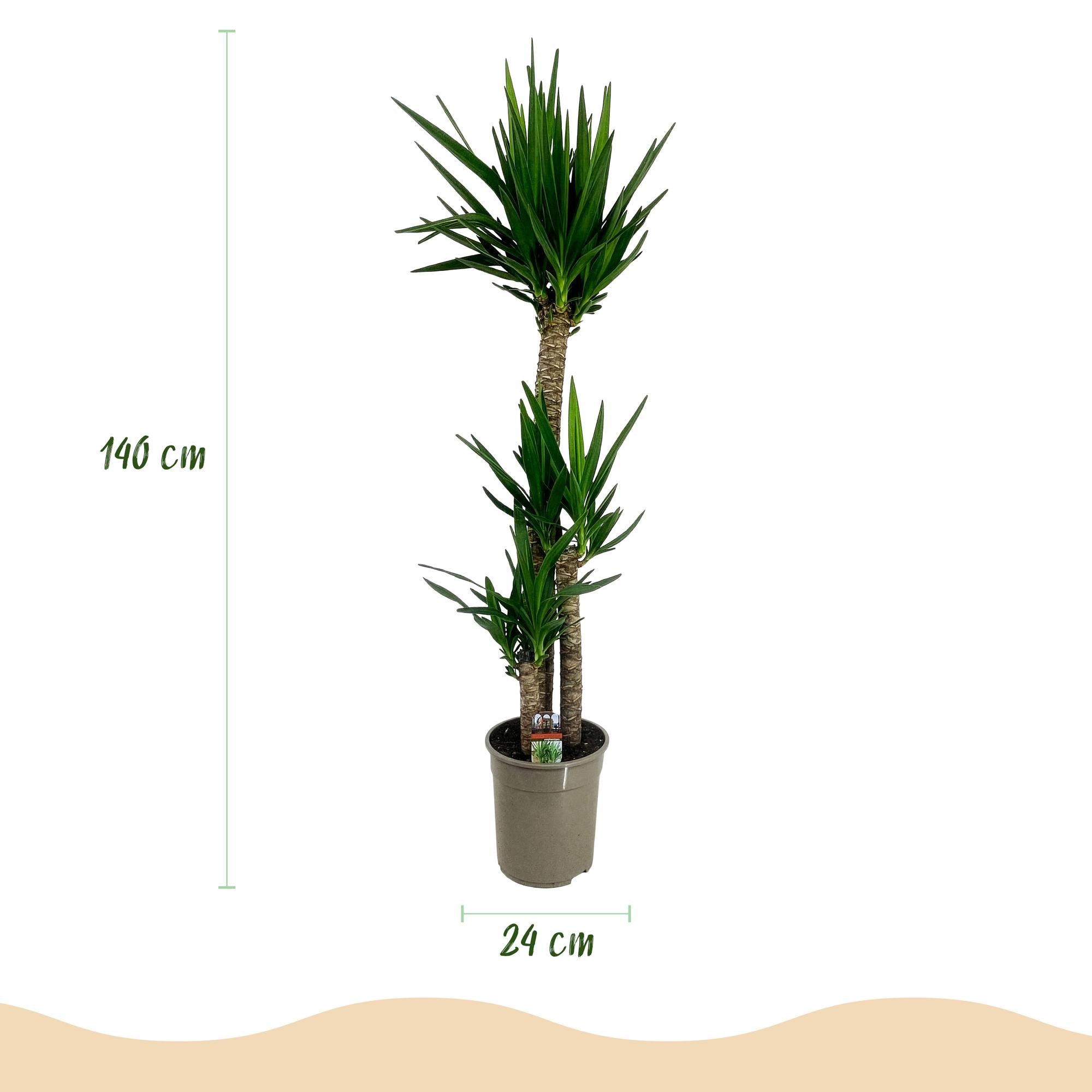 Yucca elephantipes - Weinig onderhoud - Groen - 1 - Pot 24cm - Hoogte 140cm
