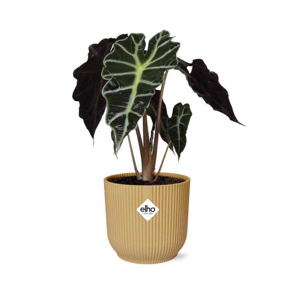 Alocasia 'Polly' en ELHO Vibes Fold 14cm jaune