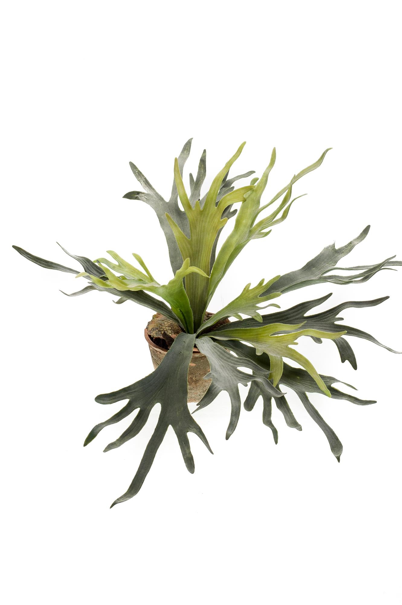 Künstliche Pflanze – Geweihfarn – 50 cm